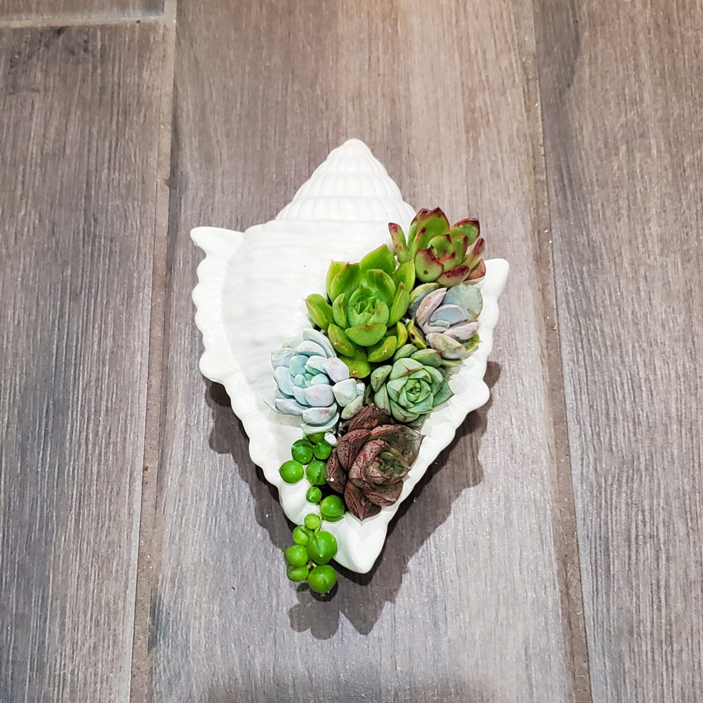 Large Seashell Cement Planter Succulent Arrangement