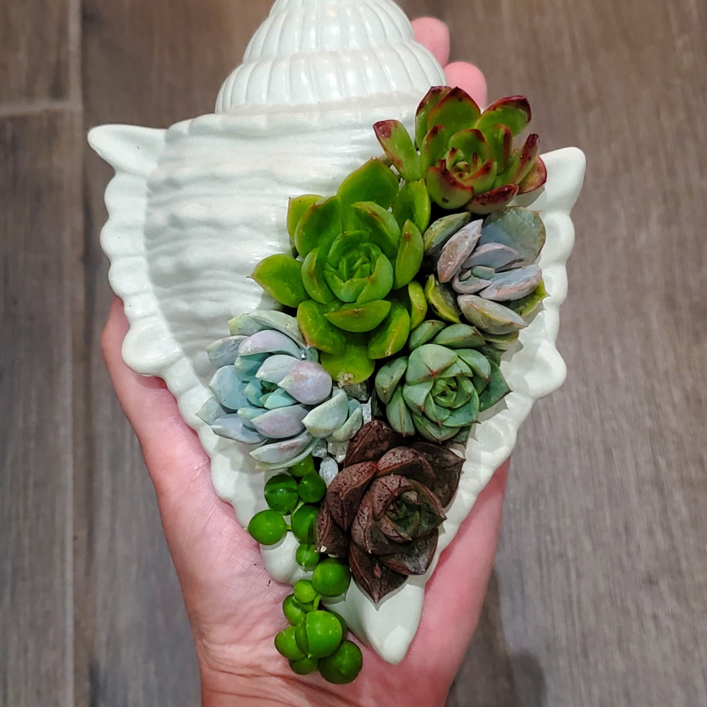 Large Seashell Cement Planter Succulent Arrangement