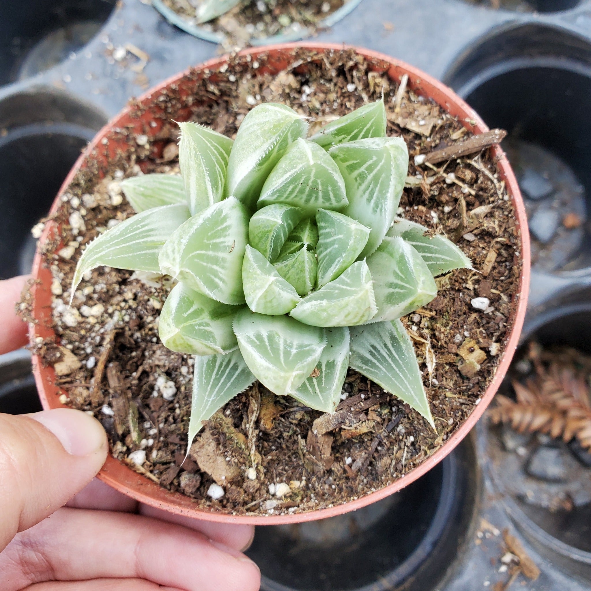 variegated ghost succulent Haworthia 'White Ghost'