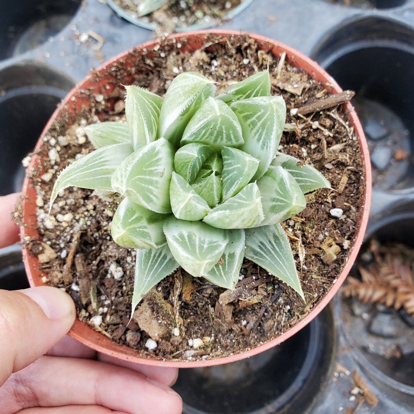 Haworthia cuspidata f. variegata