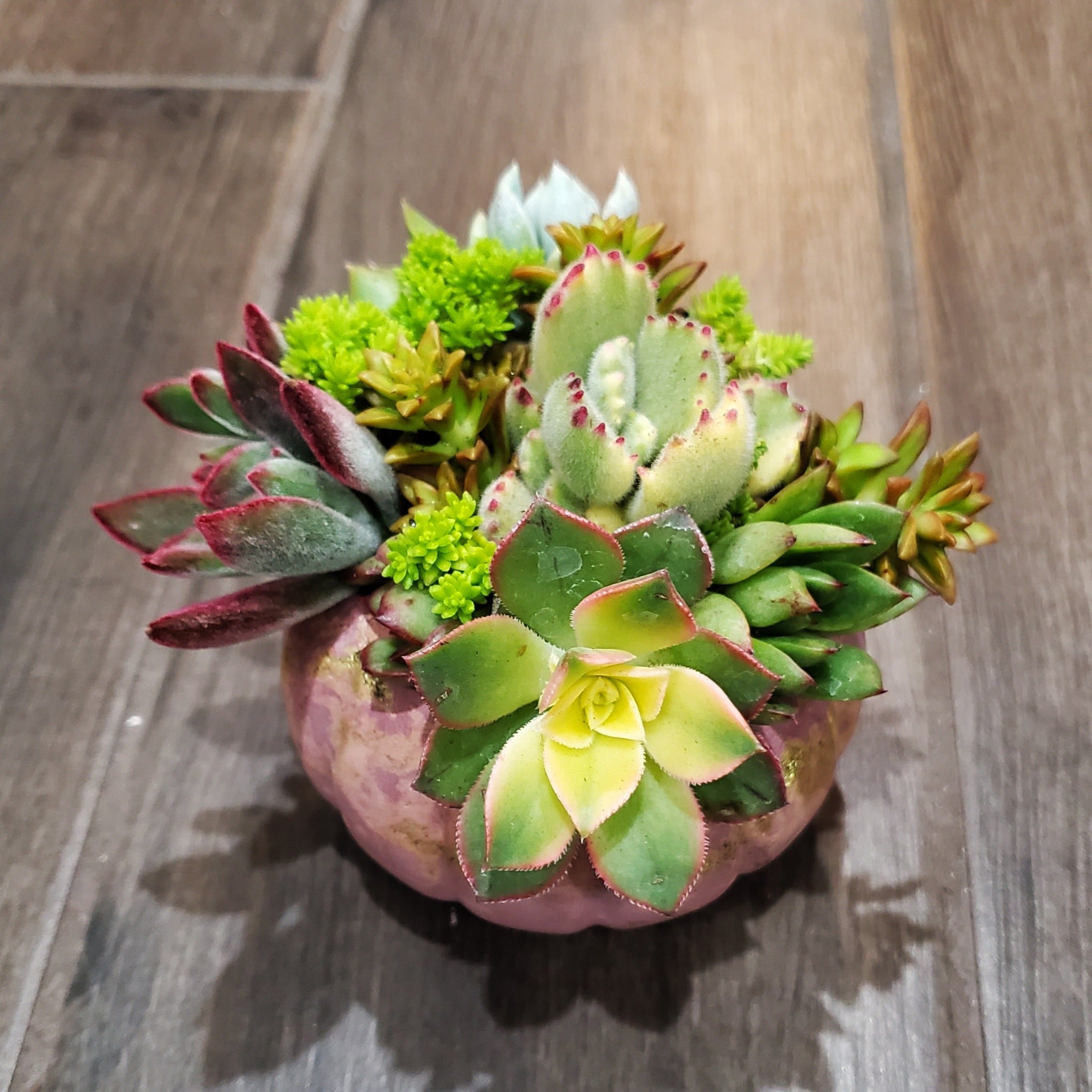 small potted succulent plants Small Cement Pumpkin Planter Succulent Arrangement