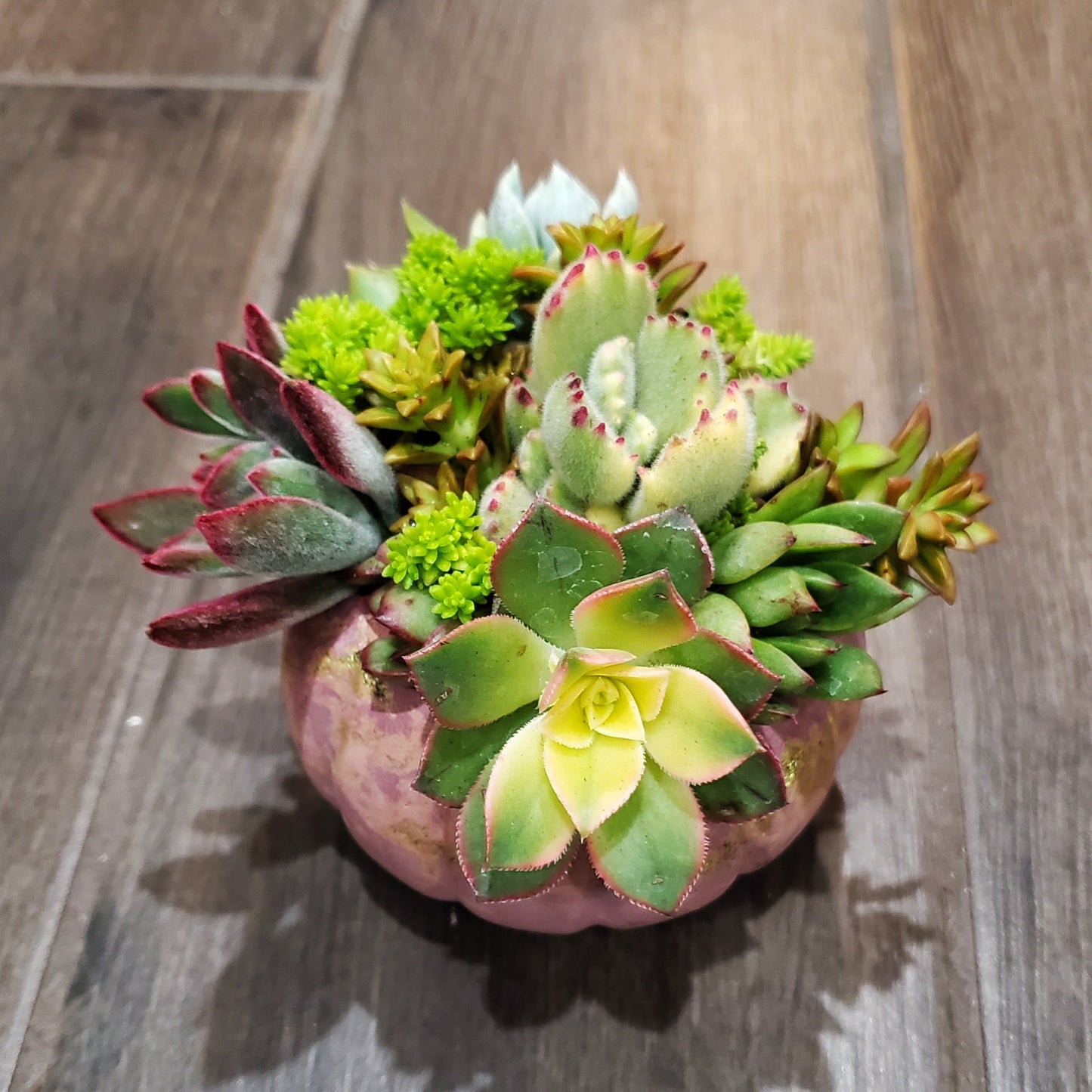 Small Cement Pumpkin Planter Succulent Arrangement