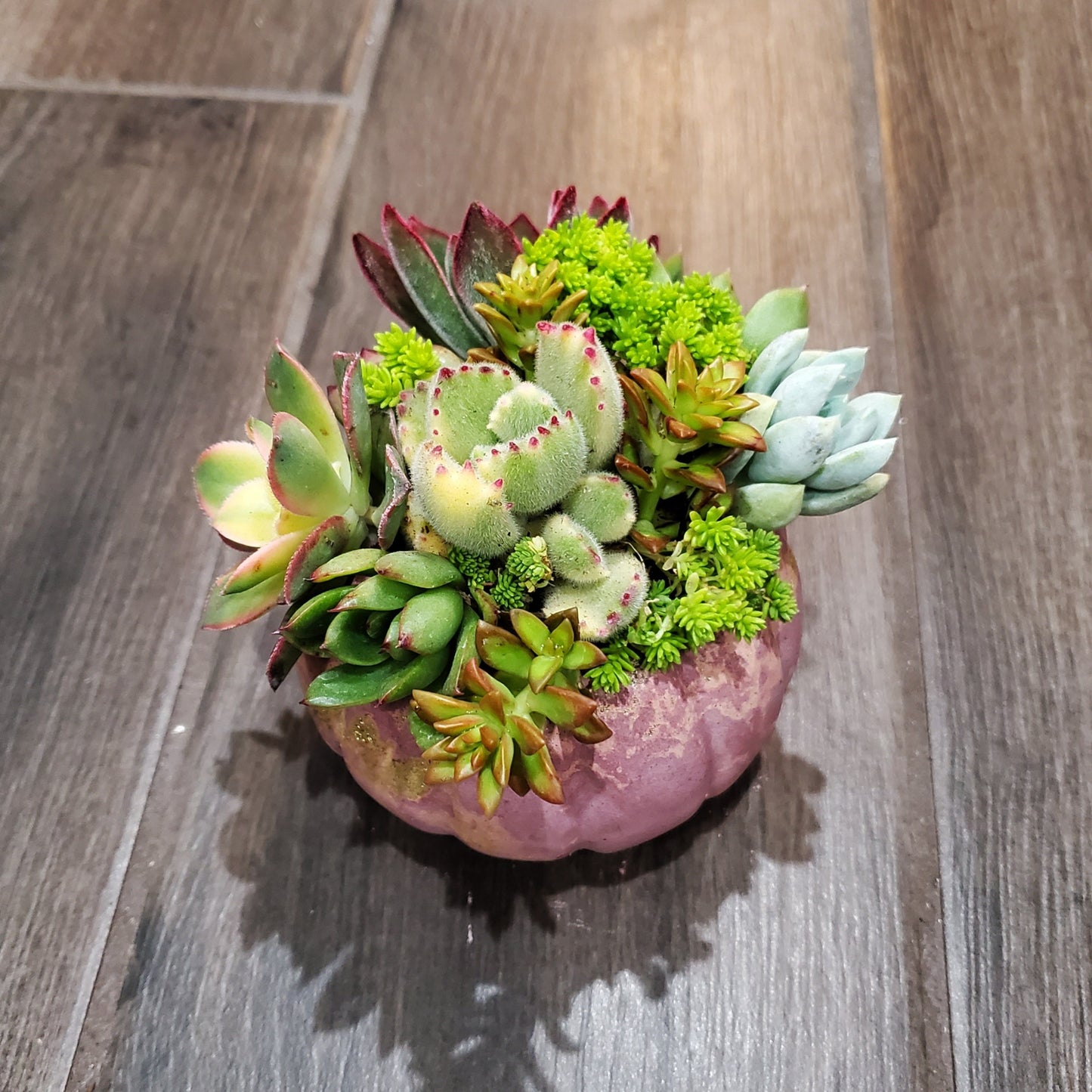 Small Cement Pumpkin Planter Succulent Arrangement