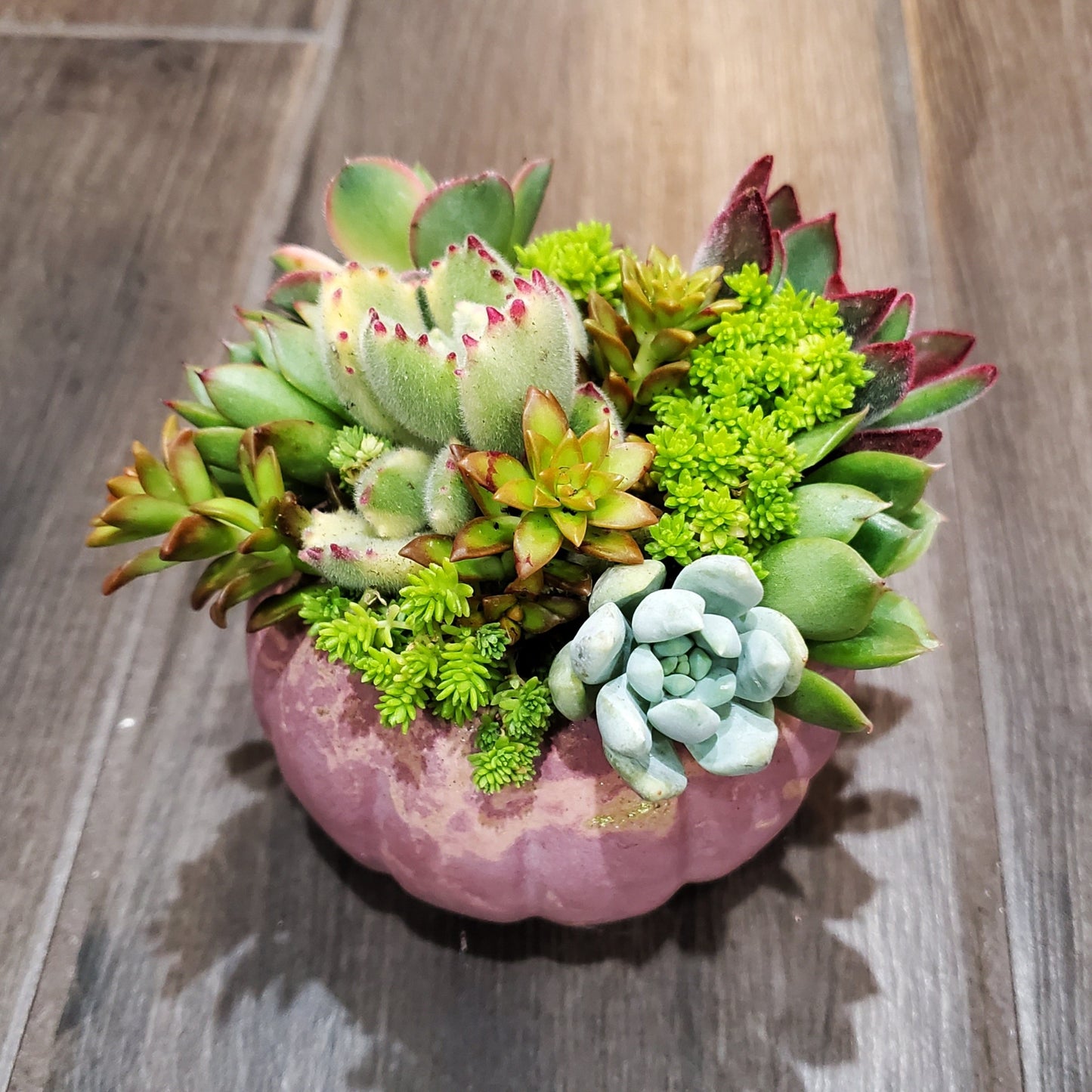 Small Cement Pumpkin Planter Succulent Arrangement
