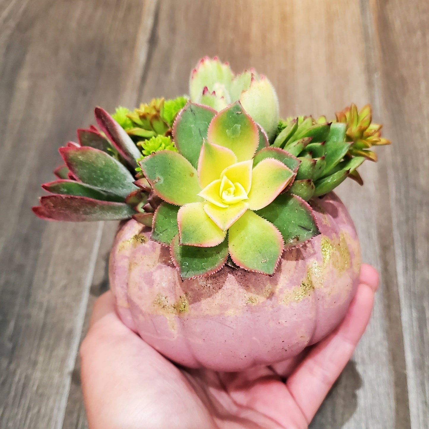Small Cement Pumpkin Planter Succulent Arrangement