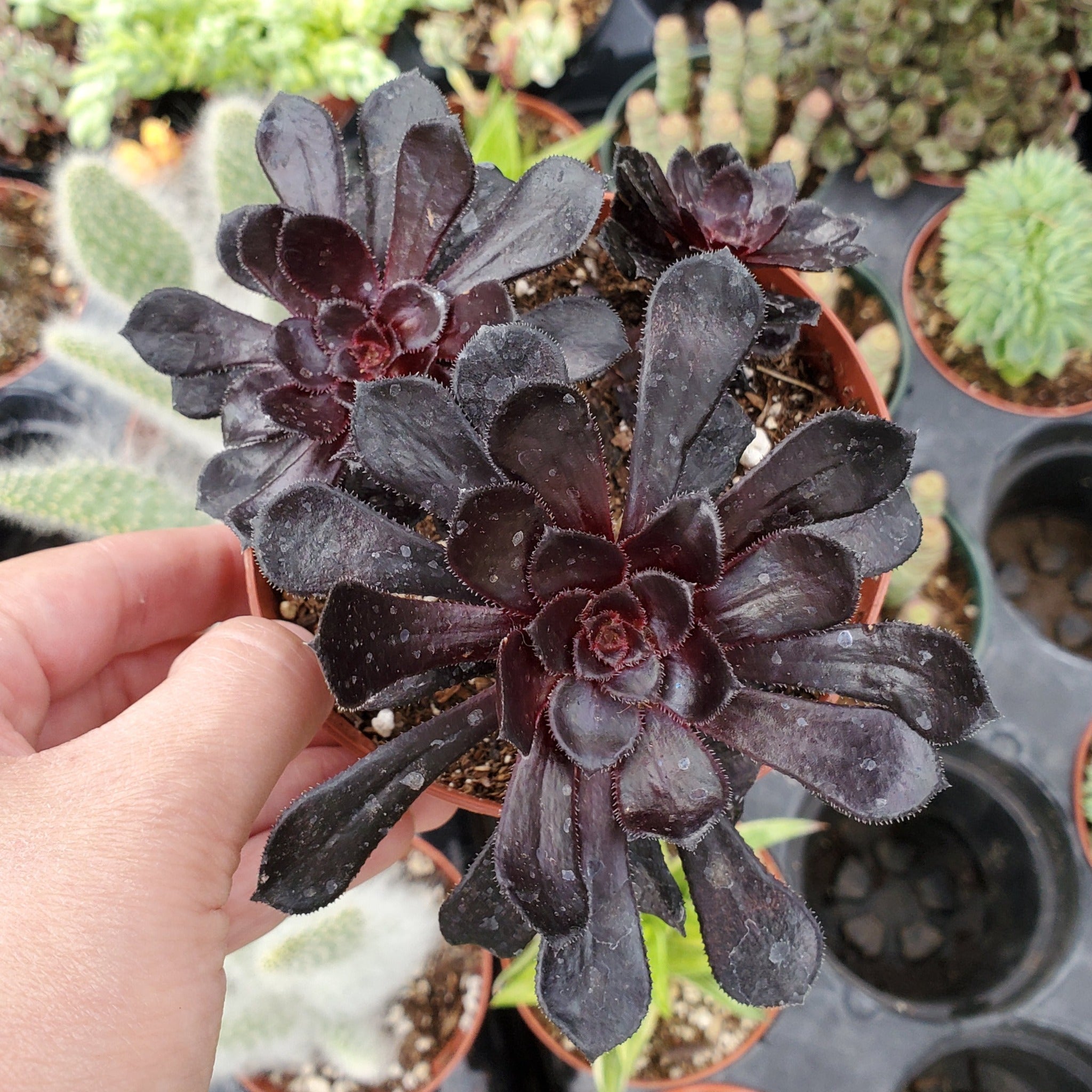 zwartkop succulent Aeonium arboreum 'Zwartkop'