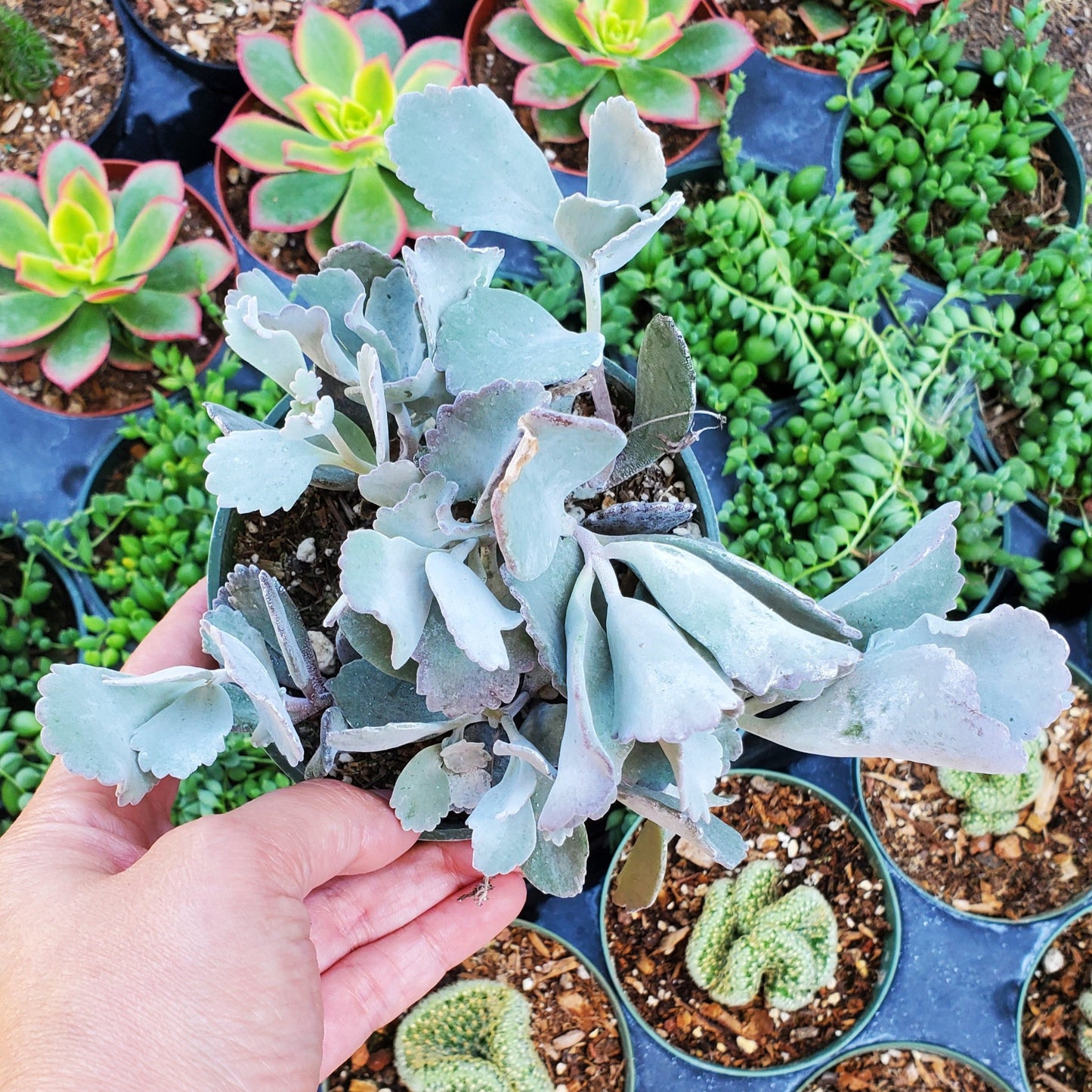 Kalanchoe pumila 'Flower Dust Plant'