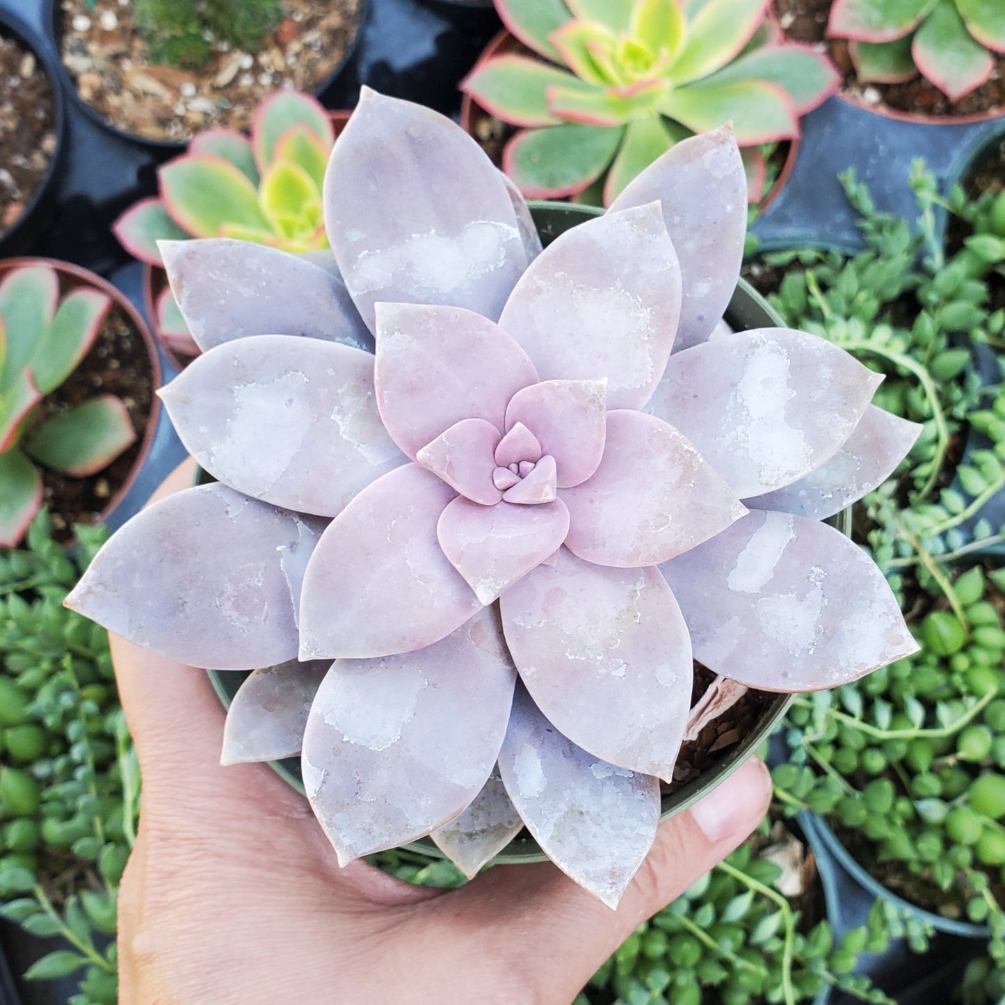 Graptopetalum superbum