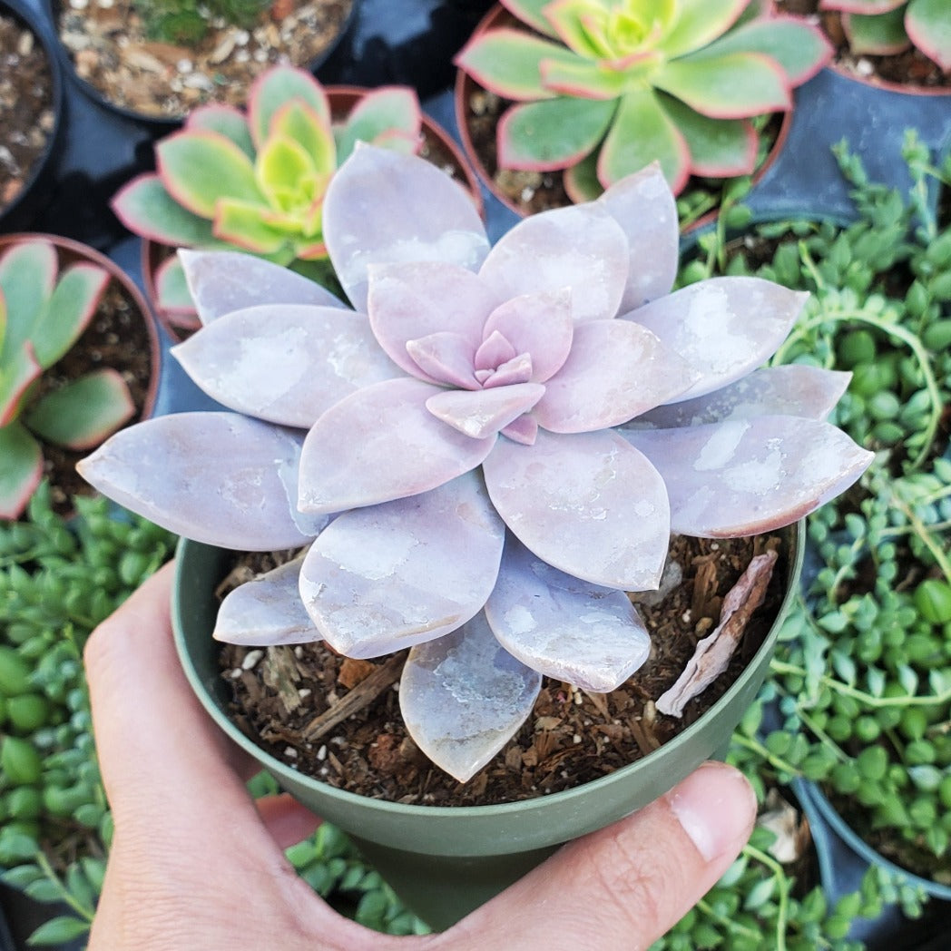 Graptopetalum superbum