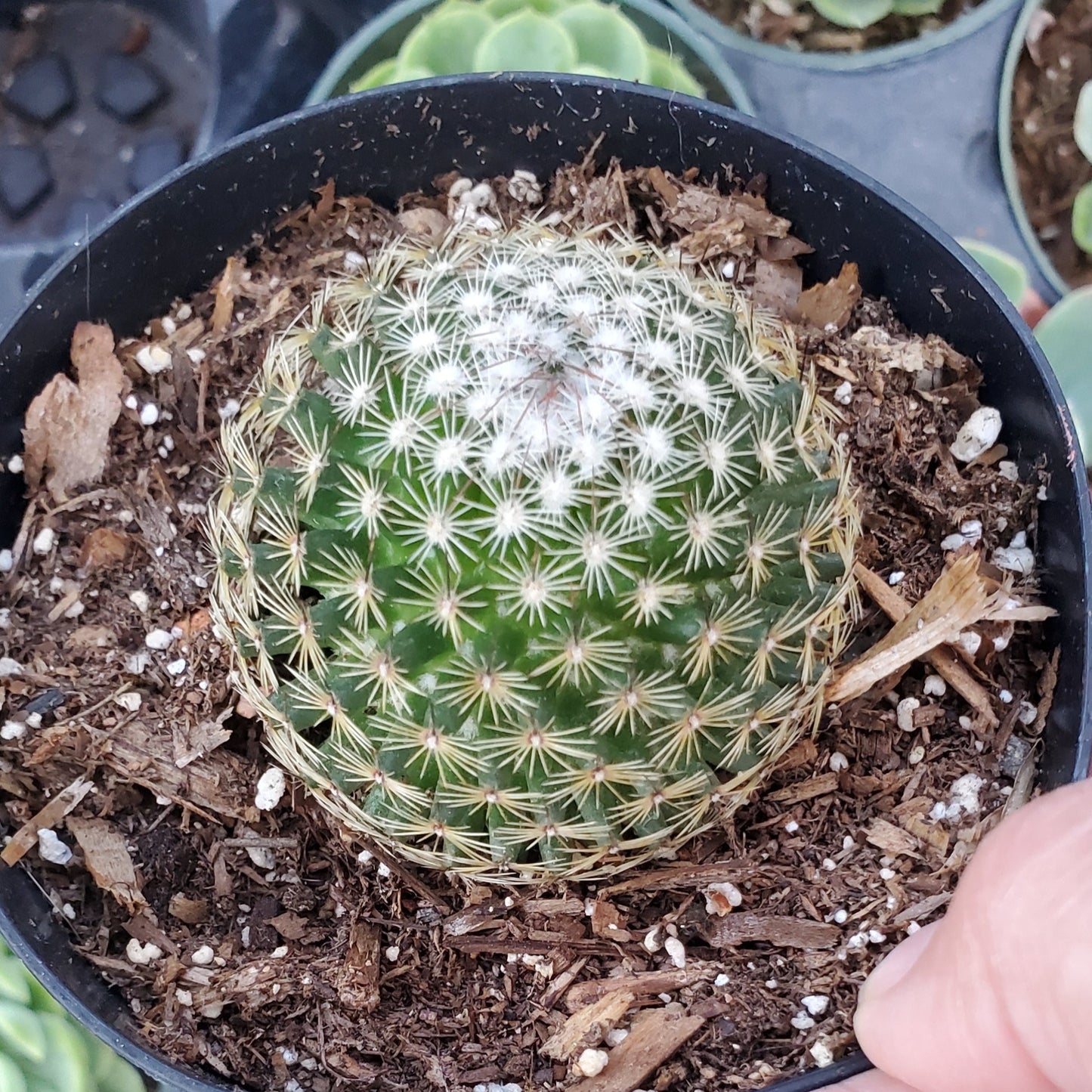 Mammillaria schiedeana subs. giselae