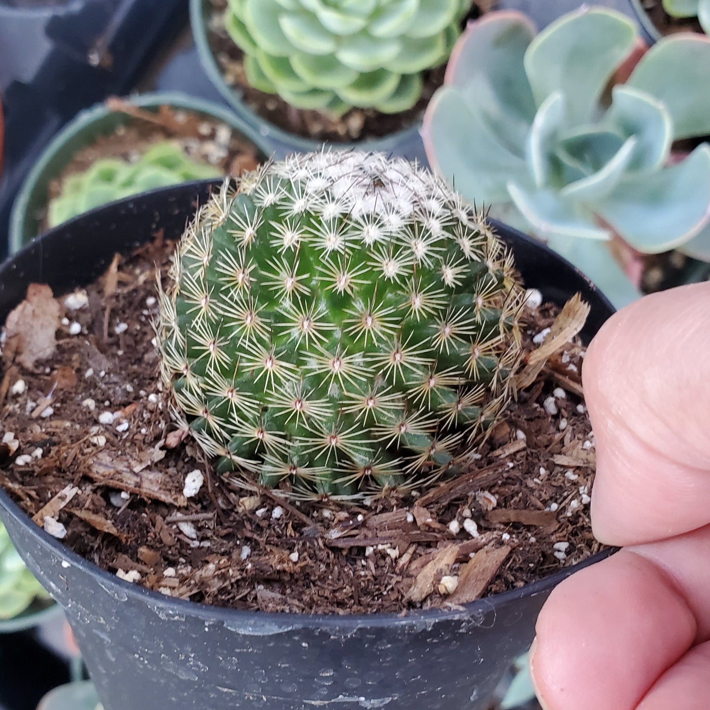 Mammillaria schiedeana subs. giselae