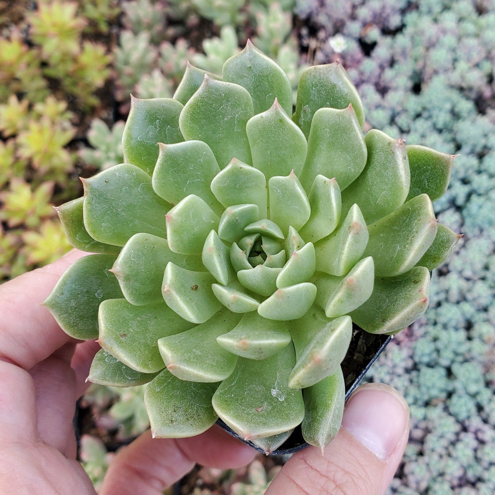 succulent graptoveria Graptoveria 'Olivia'