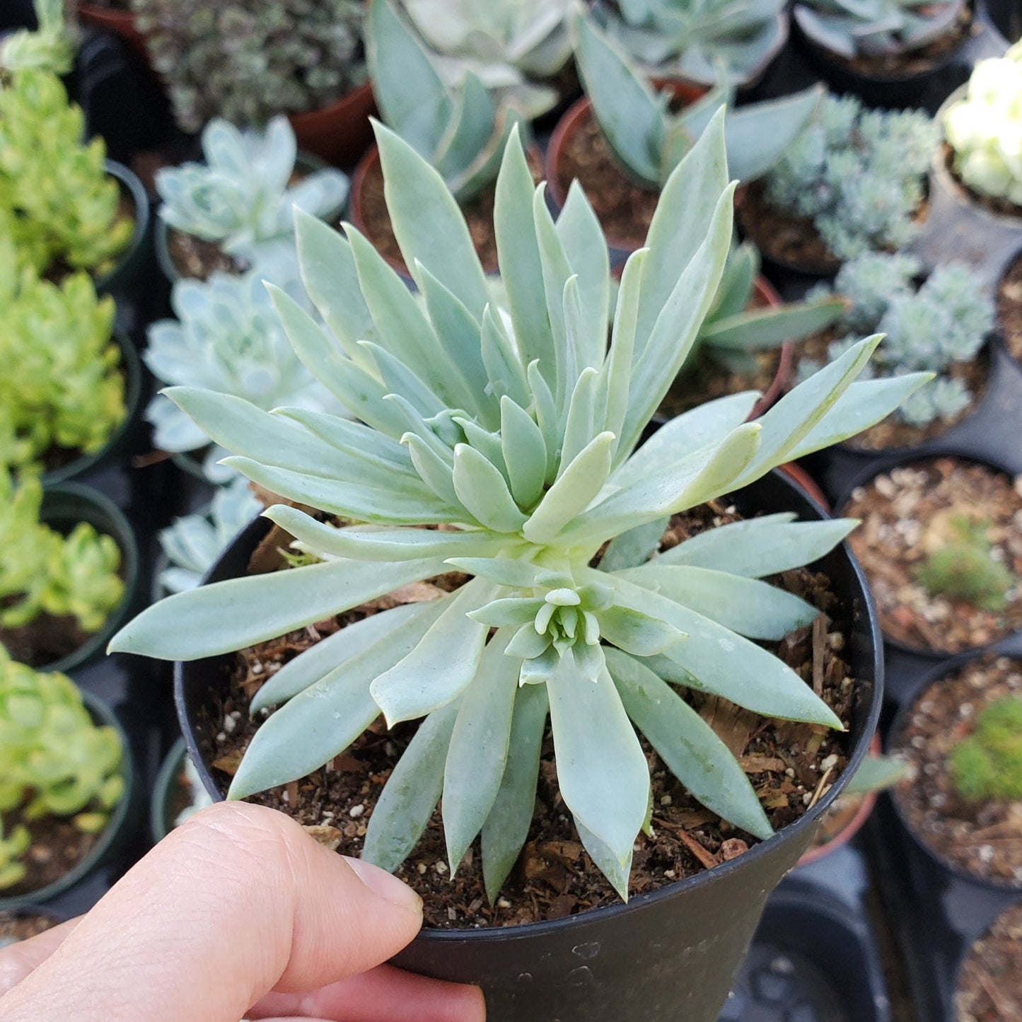 Sedeveria 'Fanfare'