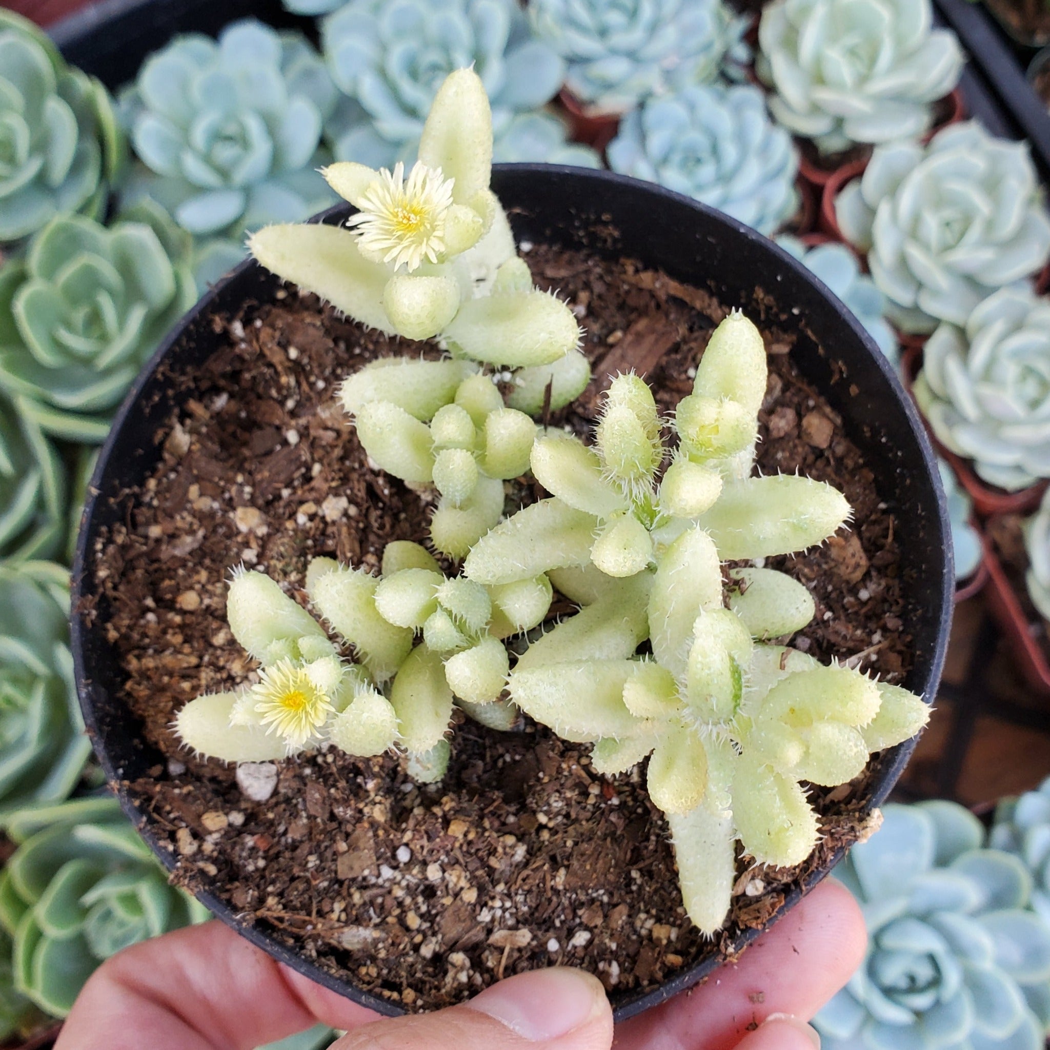 succulent pickle plant Delosperma Echinatum Variegatum 'Variegated Pickle Plant'
