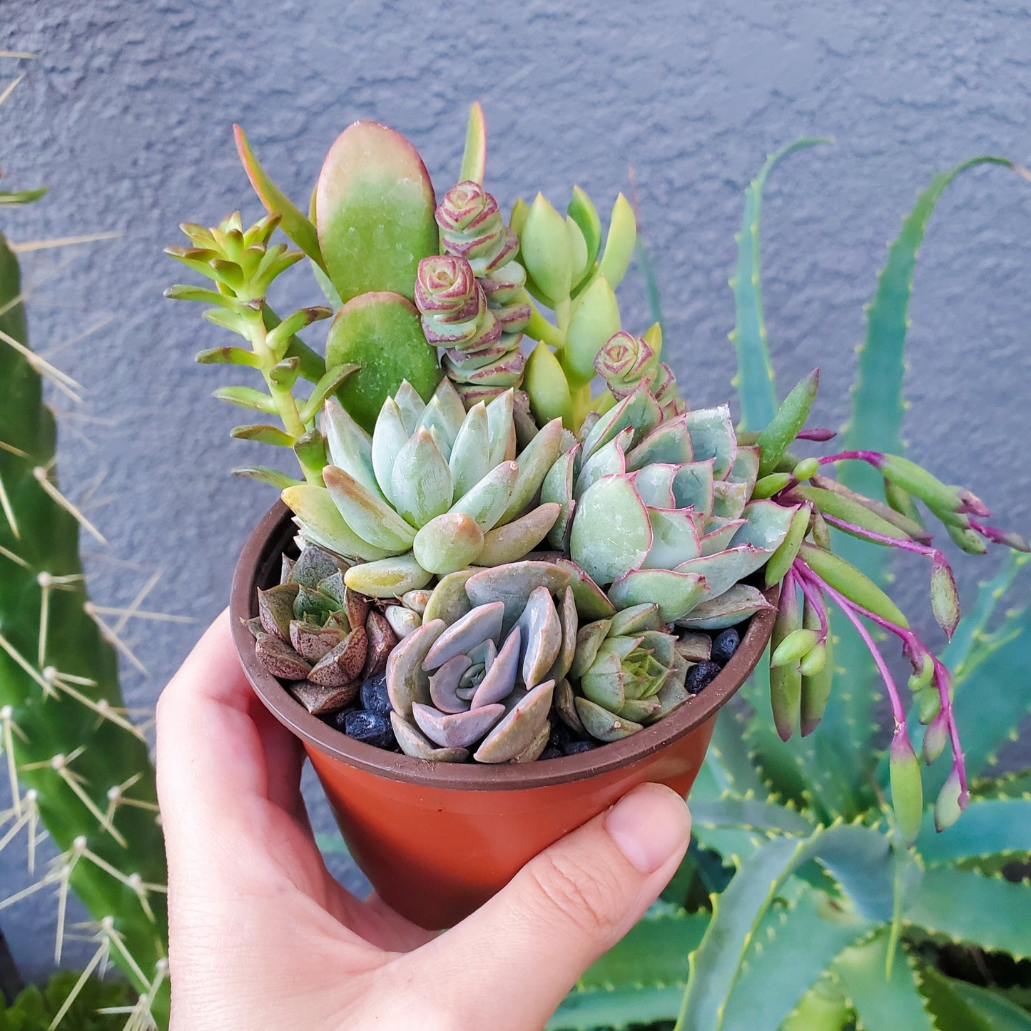 4 Inch Mix Arrangement