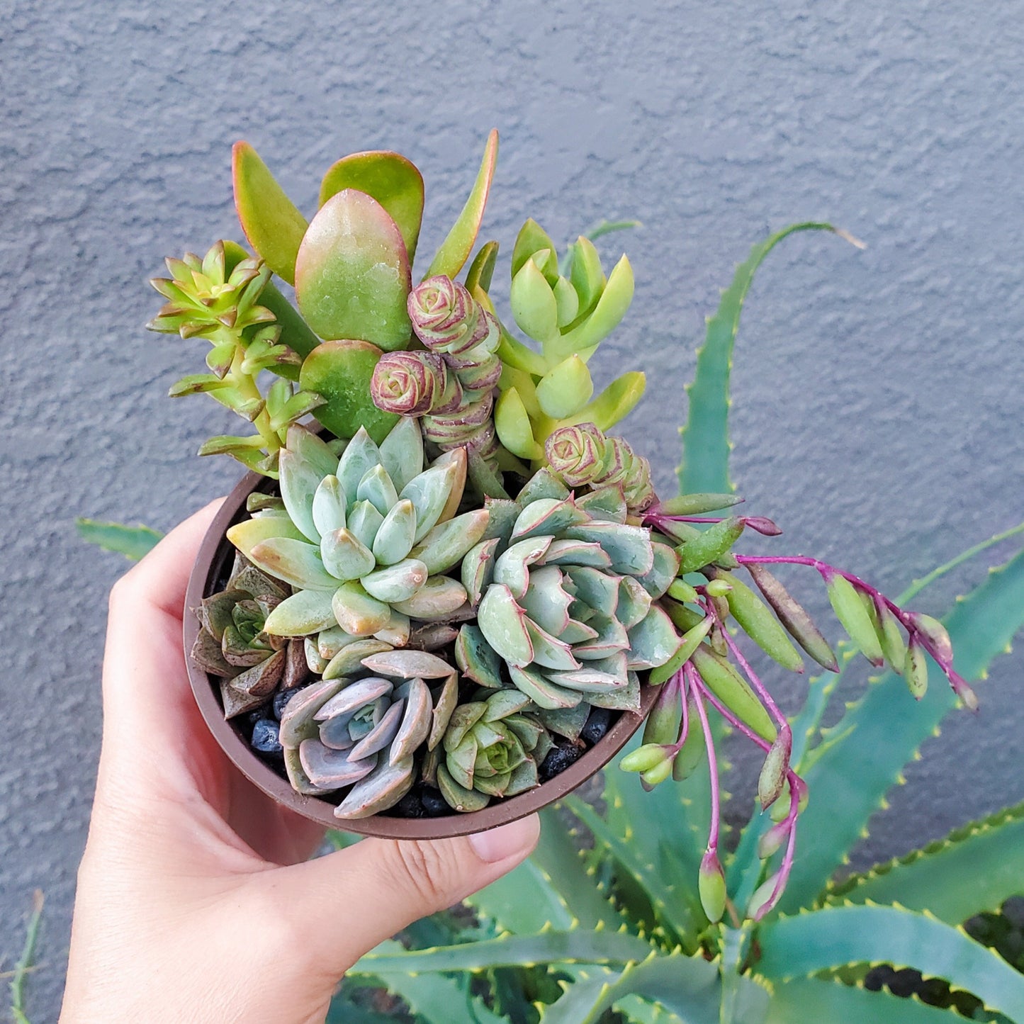 4 Inch Mix Arrangement