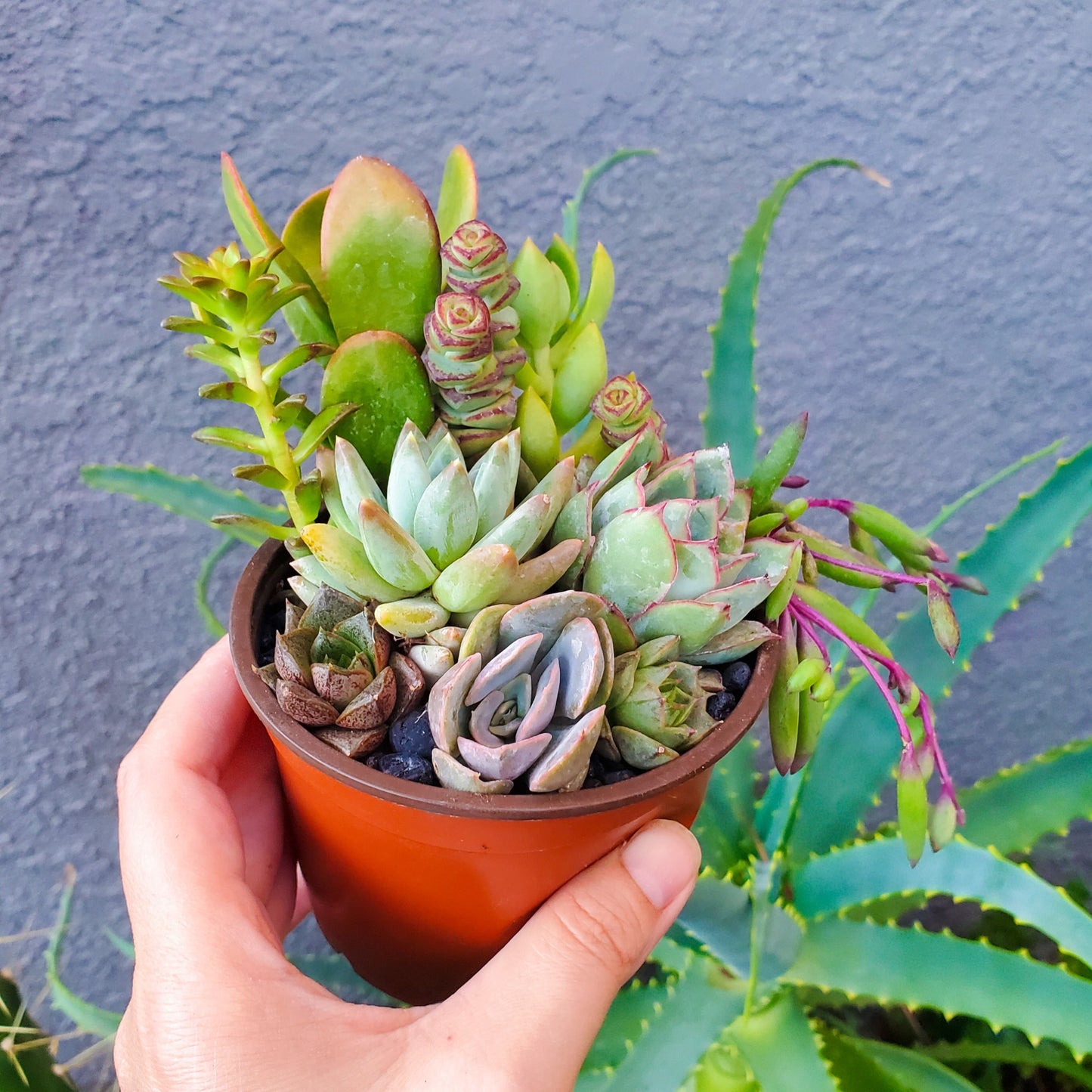 4 Inch Mix Arrangement