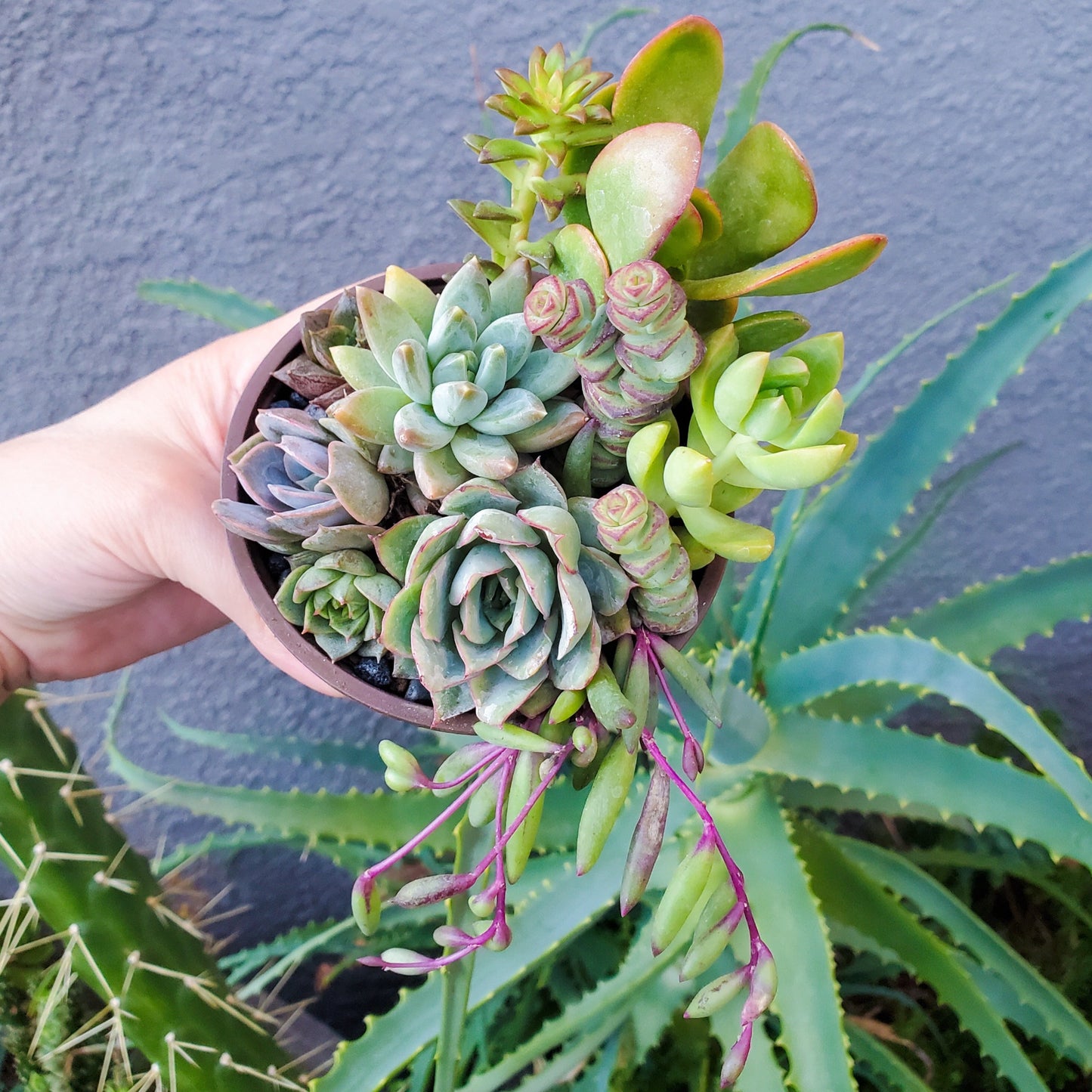 4 Inch Mix Arrangement
