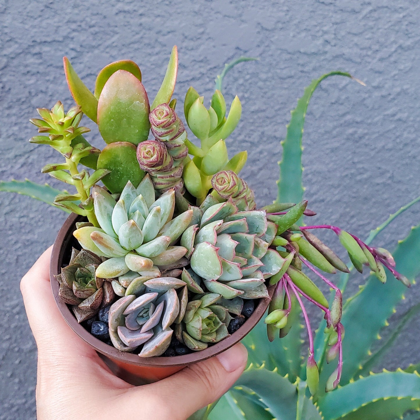 4 Inch Mix Arrangement