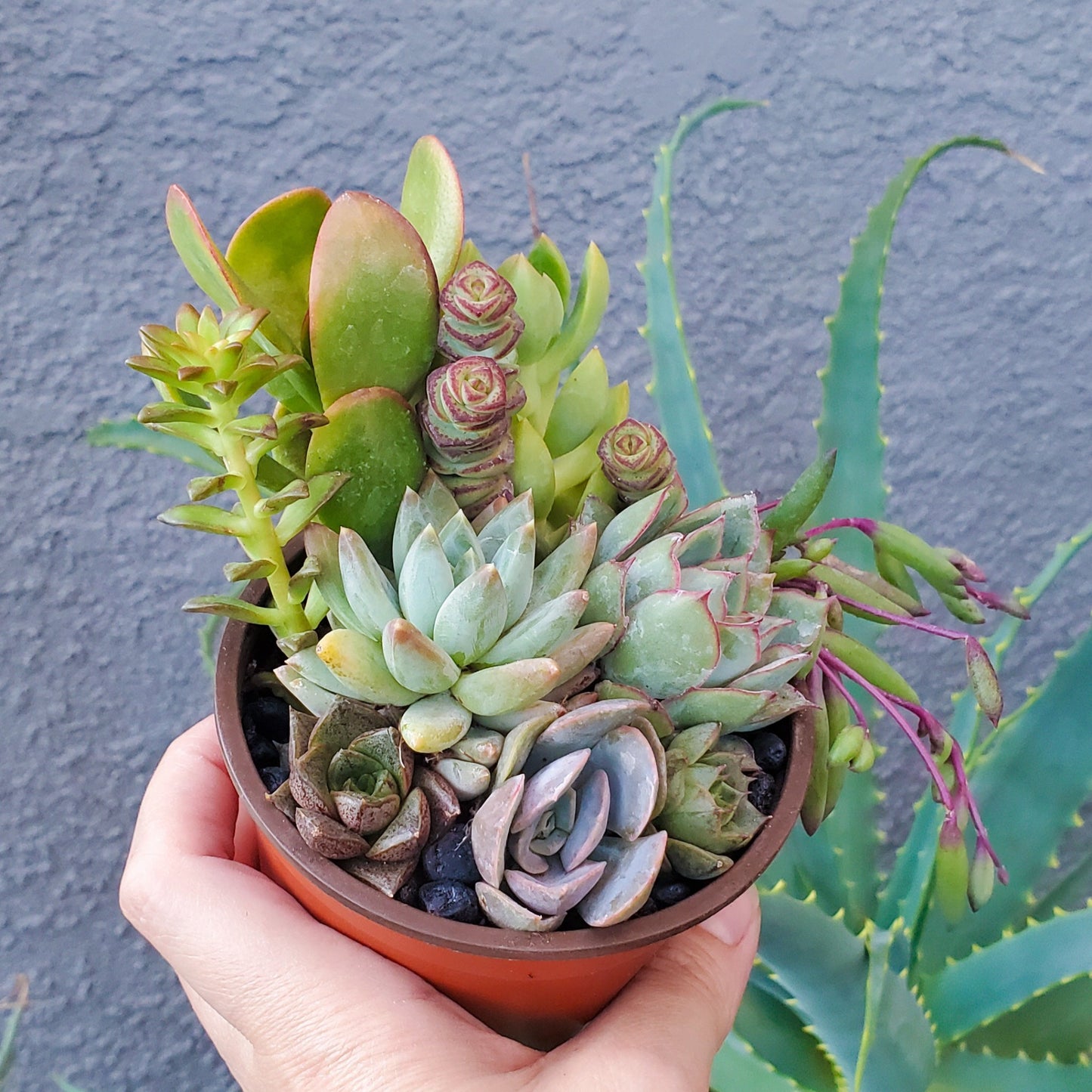 4 Inch Mix Arrangement