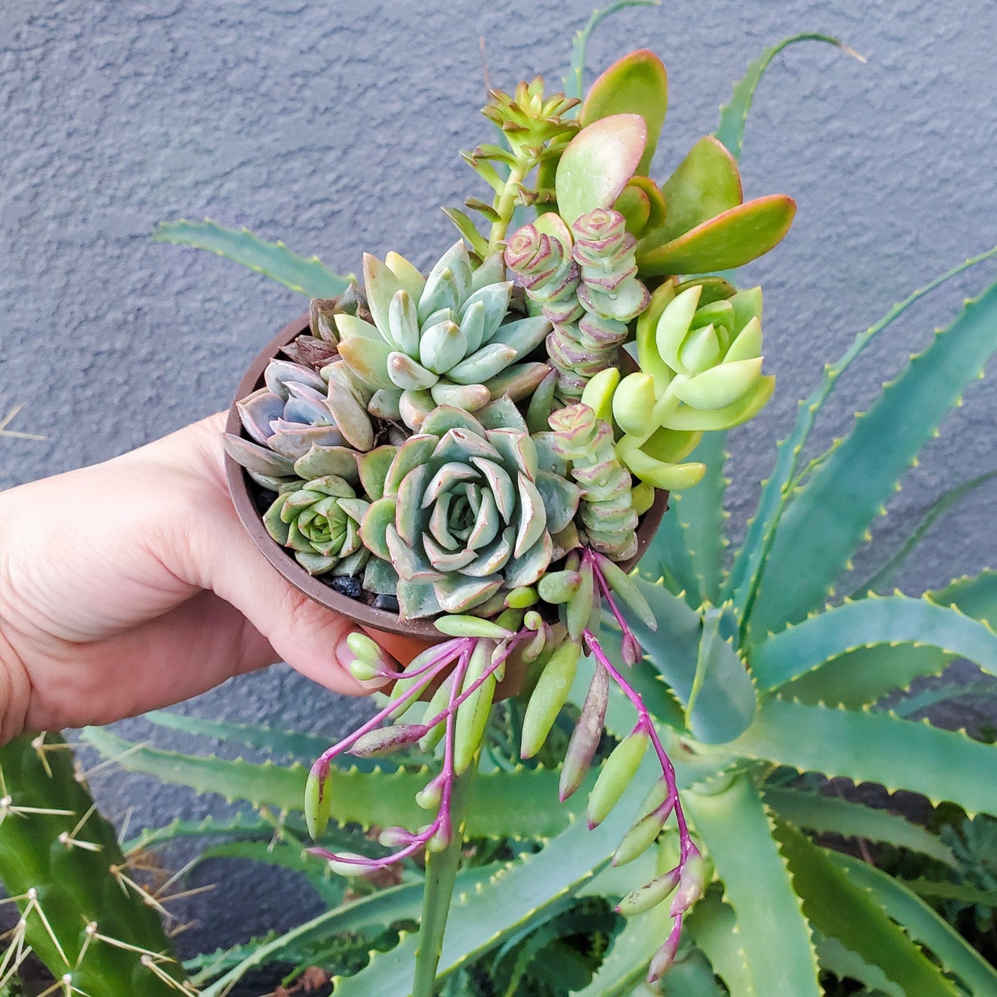 4 Inch Mix Arrangement