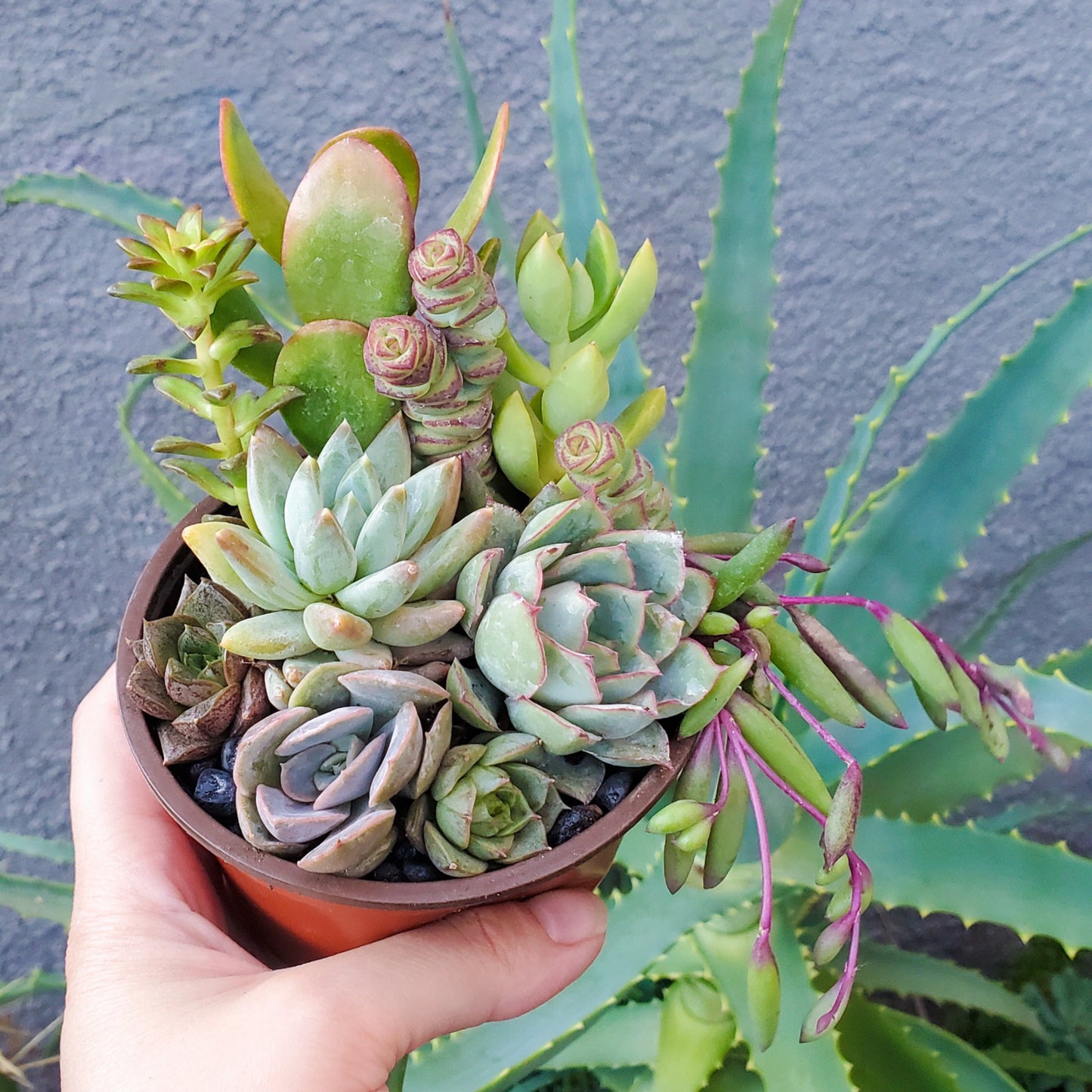 4 Inch Mix Arrangement
