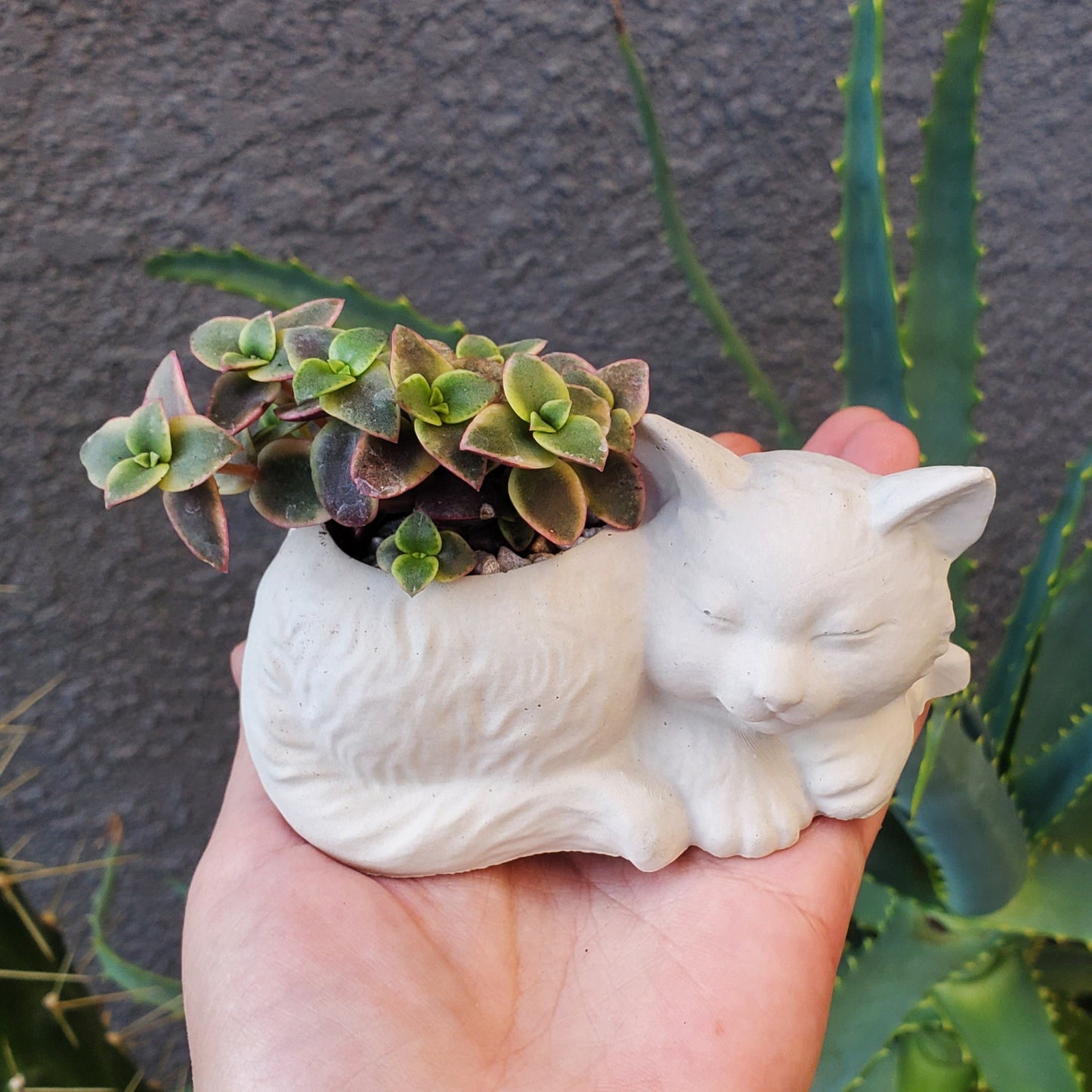 'Calico Kitten' Succulent Kitten Arrangement