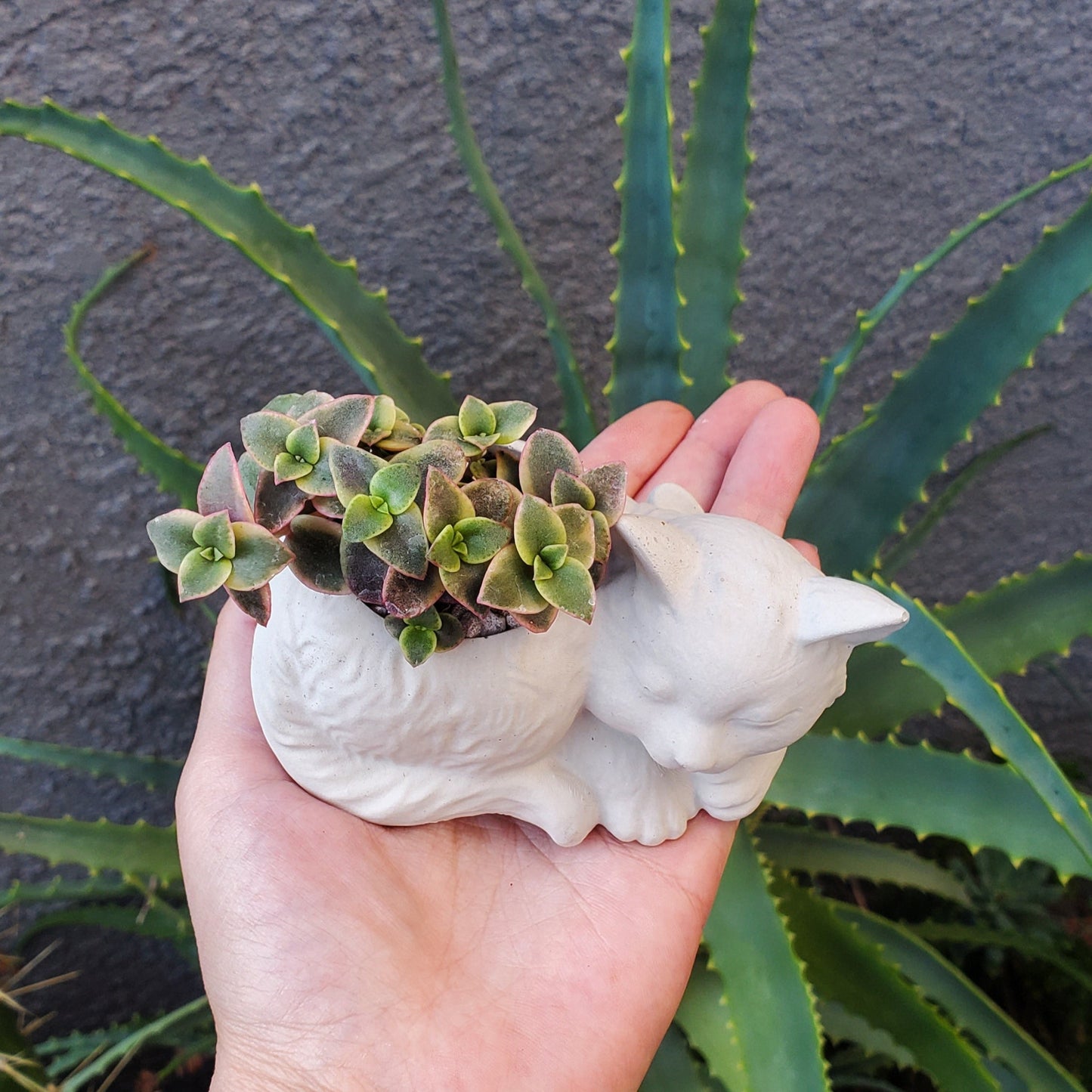 'Calico Kitten' Succulent Kitten Arrangement