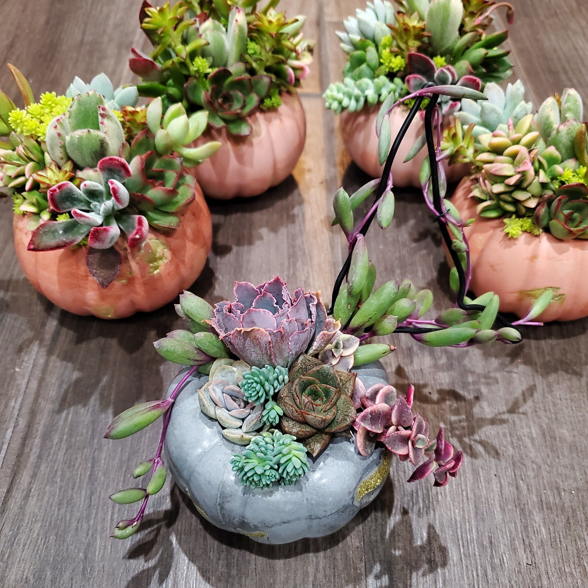 succulents in cement pots Small Cement Pumpkin Trellis Succulent Arrangement