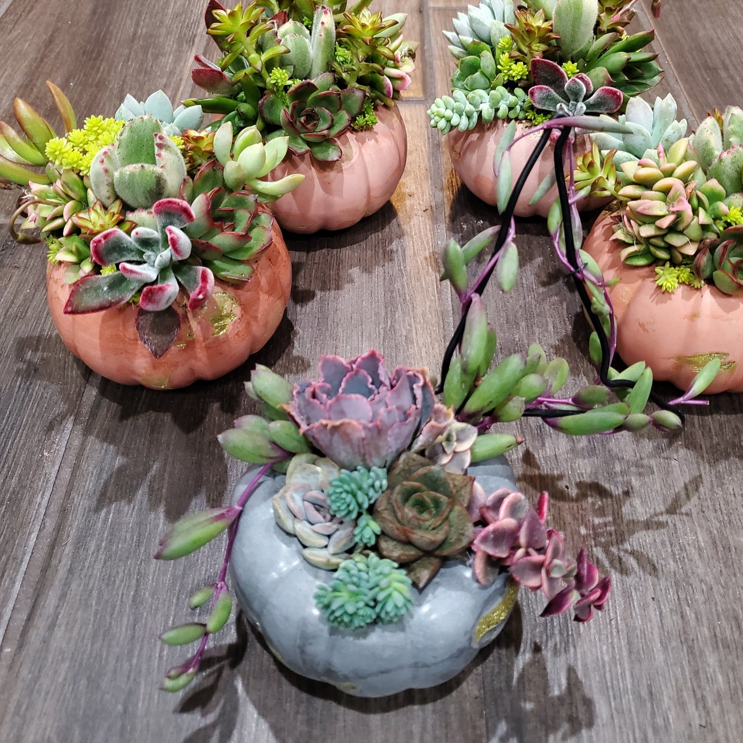 Small Cement Pumpkin Trellis Succulent Arrangement