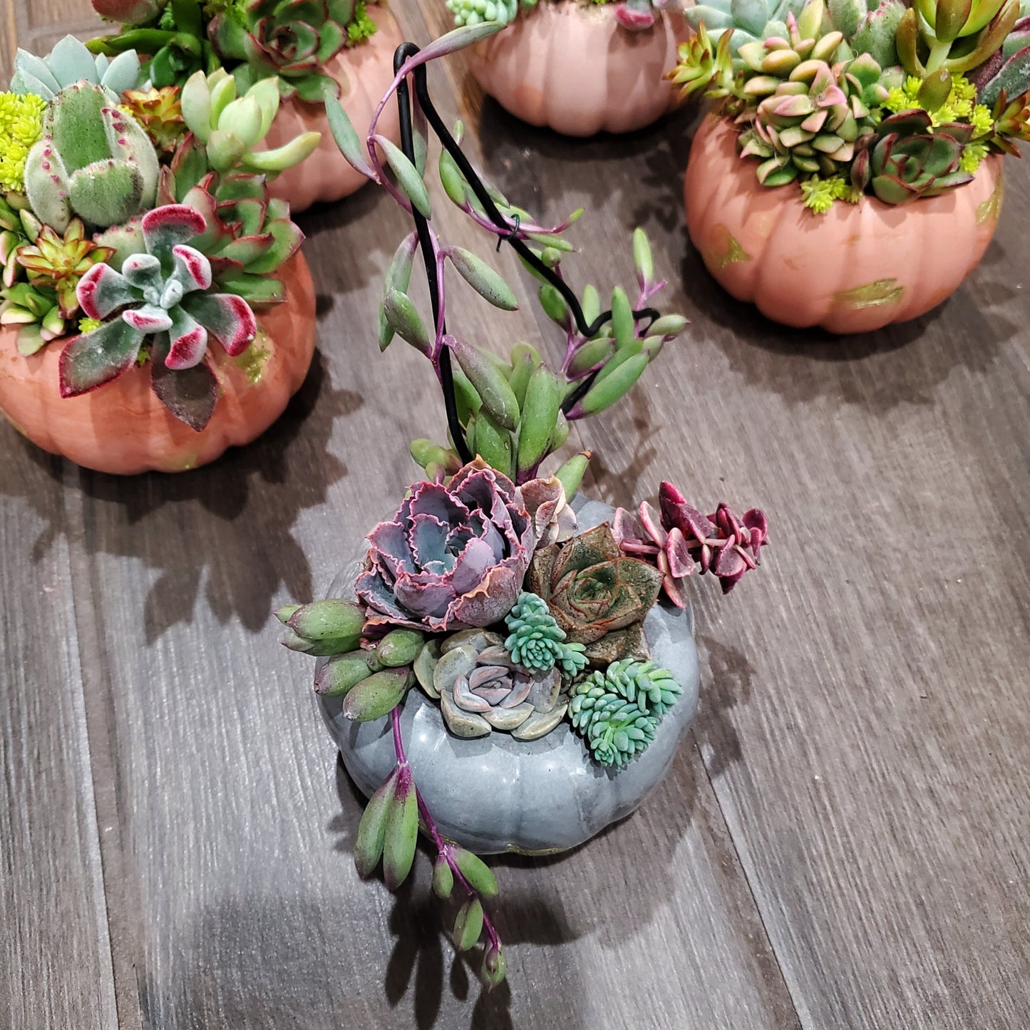 Small Cement Pumpkin Trellis Succulent Arrangement