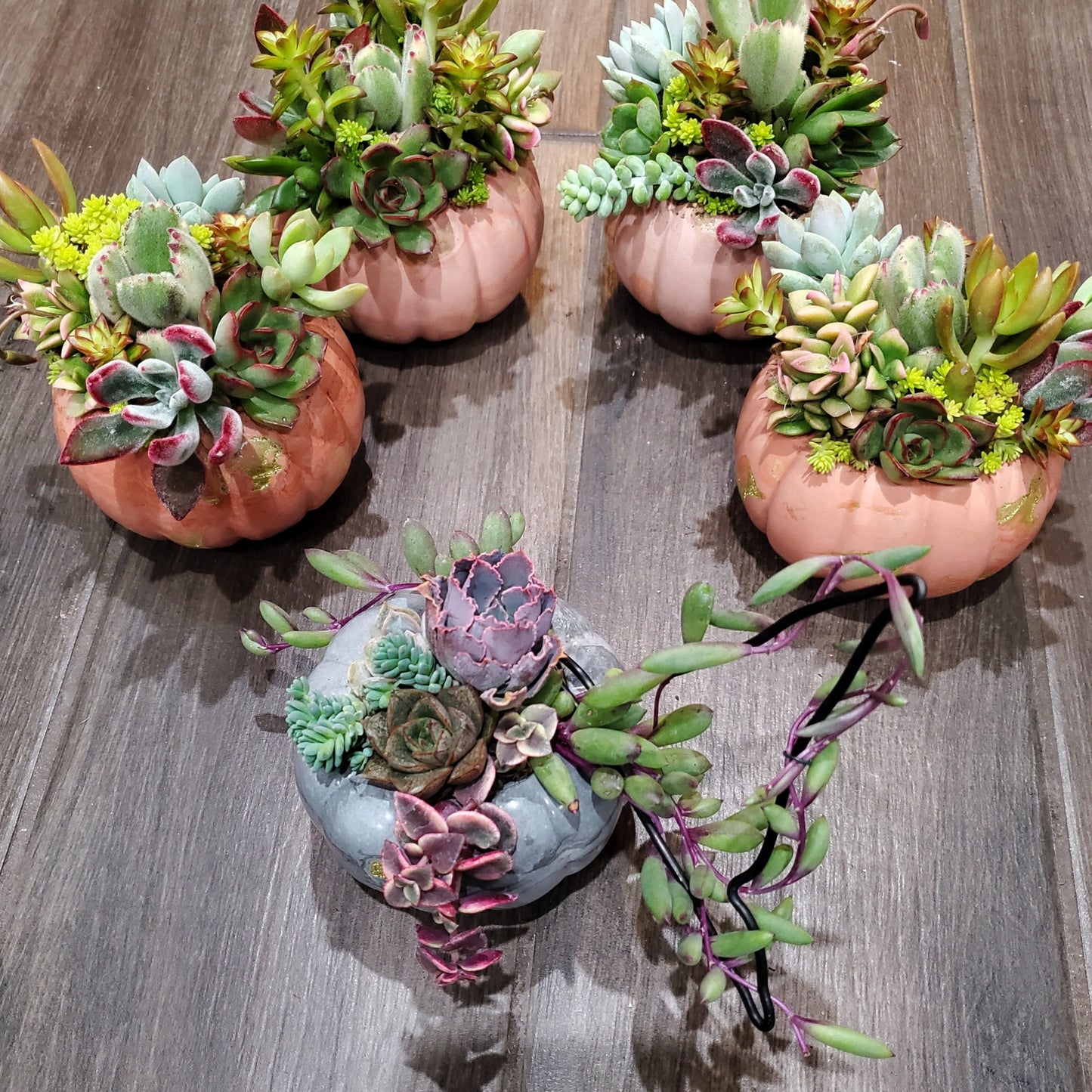 Small Cement Pumpkin Trellis Succulent Arrangement
