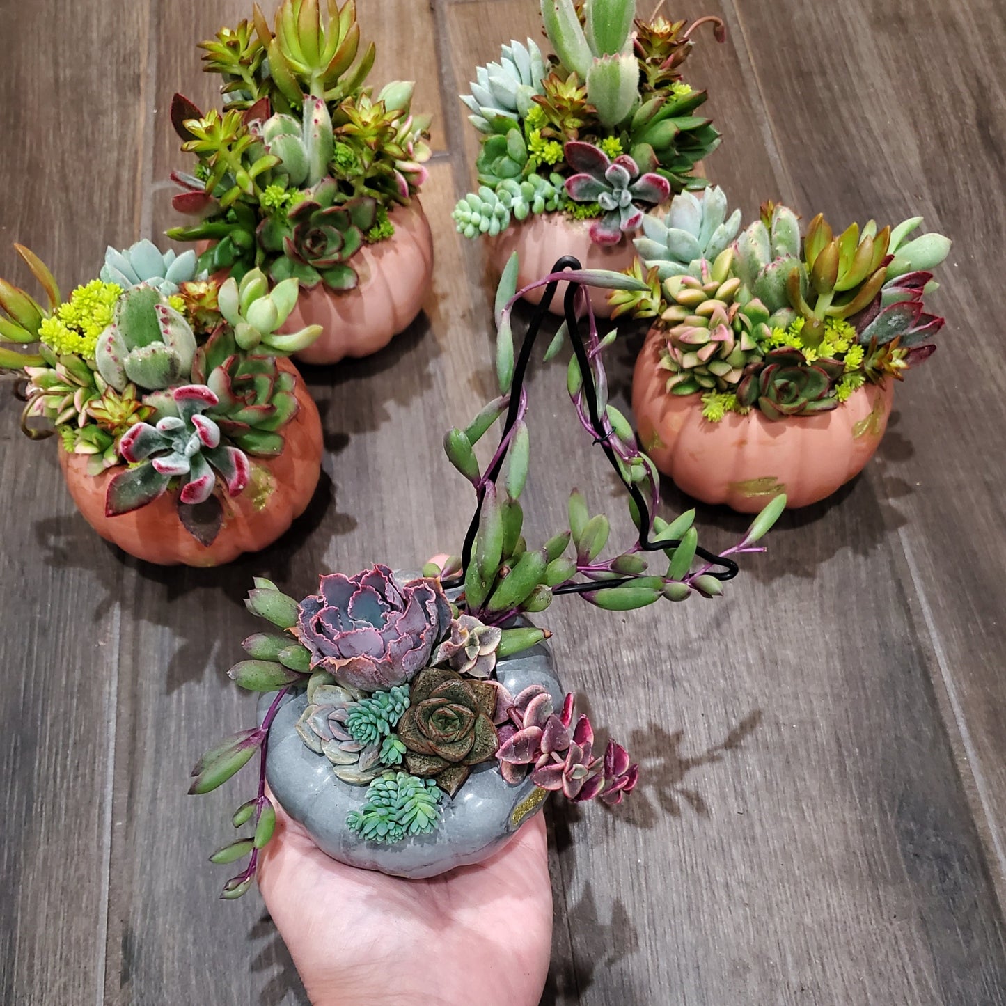 Small Cement Pumpkin Trellis Succulent Arrangement