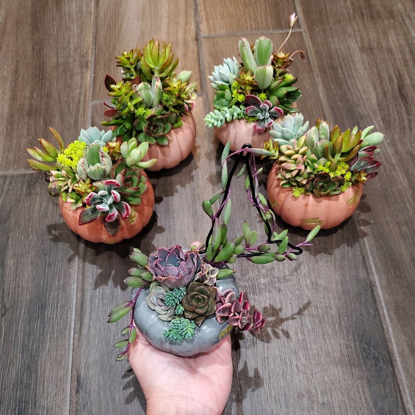 Small Cement Pumpkin Trellis Succulent Arrangement