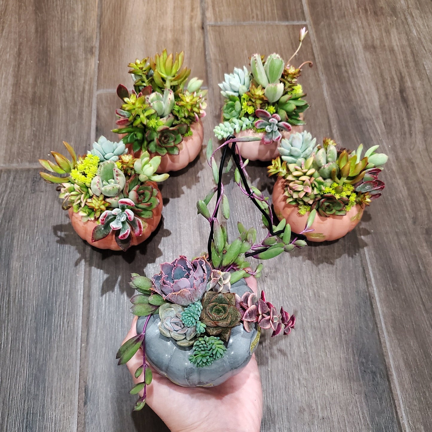 Small Cement Pumpkin Trellis Succulent Arrangement