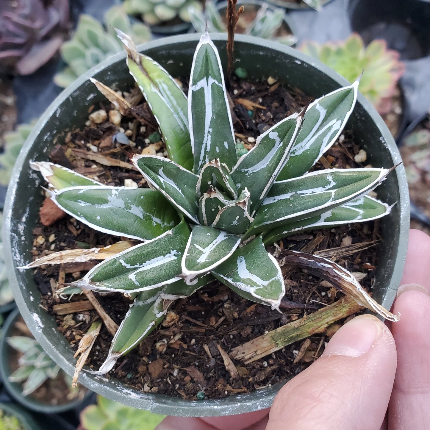 Agave victoriae-reginae 'Queen Victoria Agave'