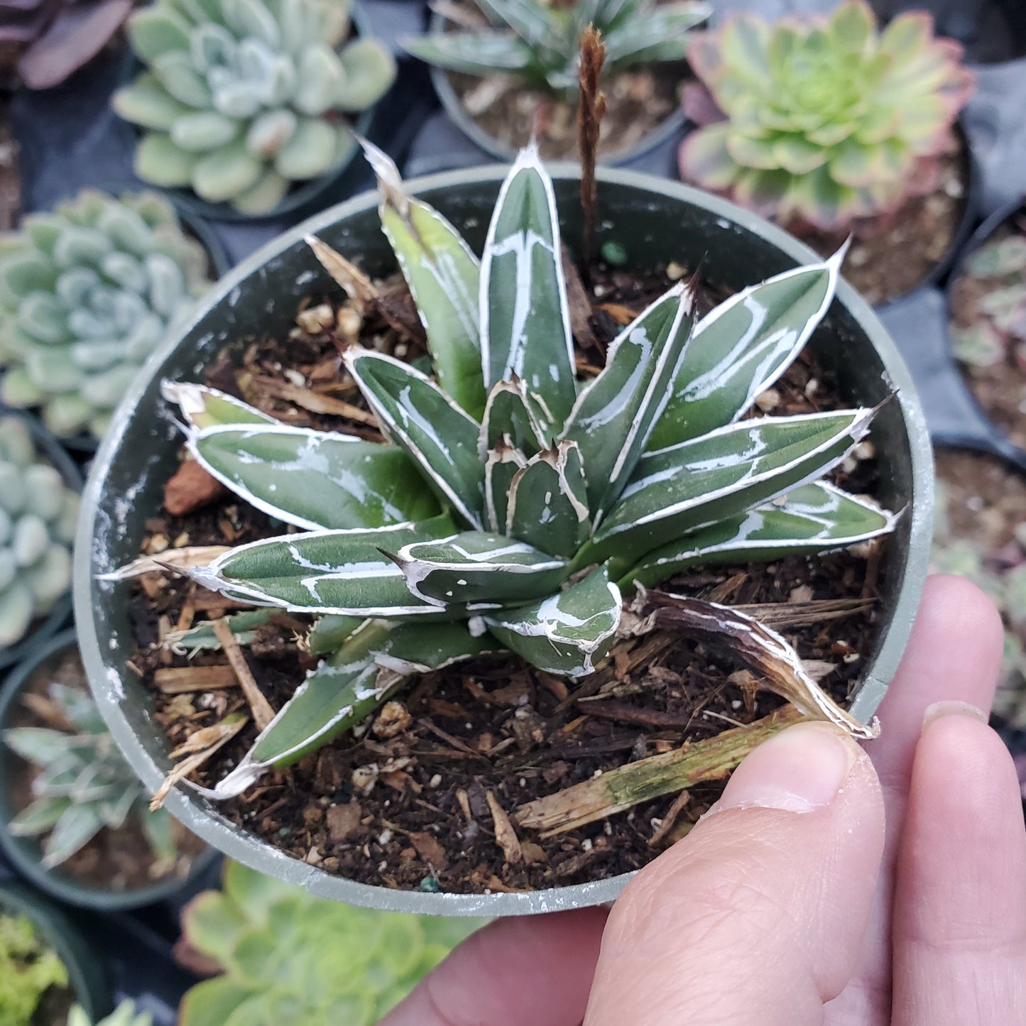 Agave victoriae-reginae 'Queen Victoria Agave'