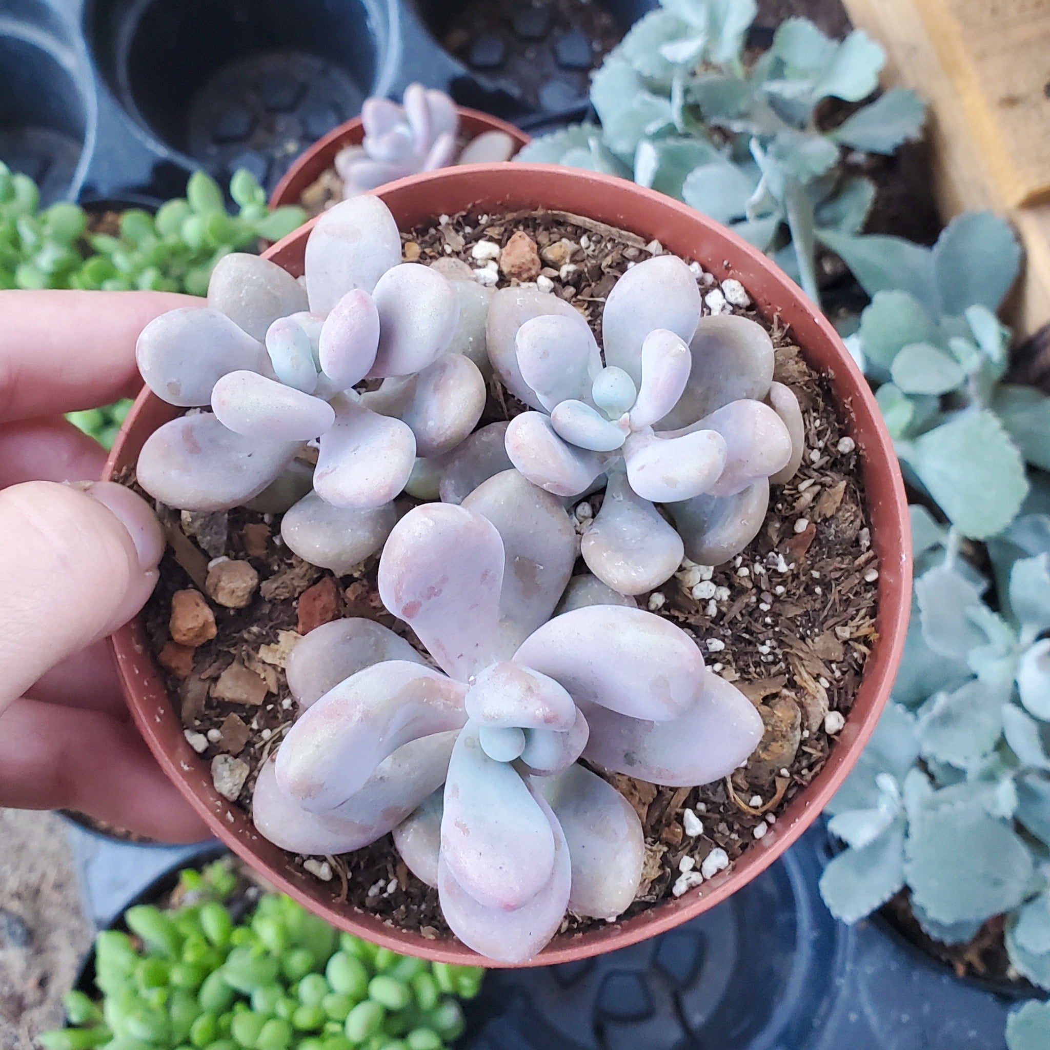 succulent moonstone plant Pachyphytum oviferum 'Pink Moonstone'