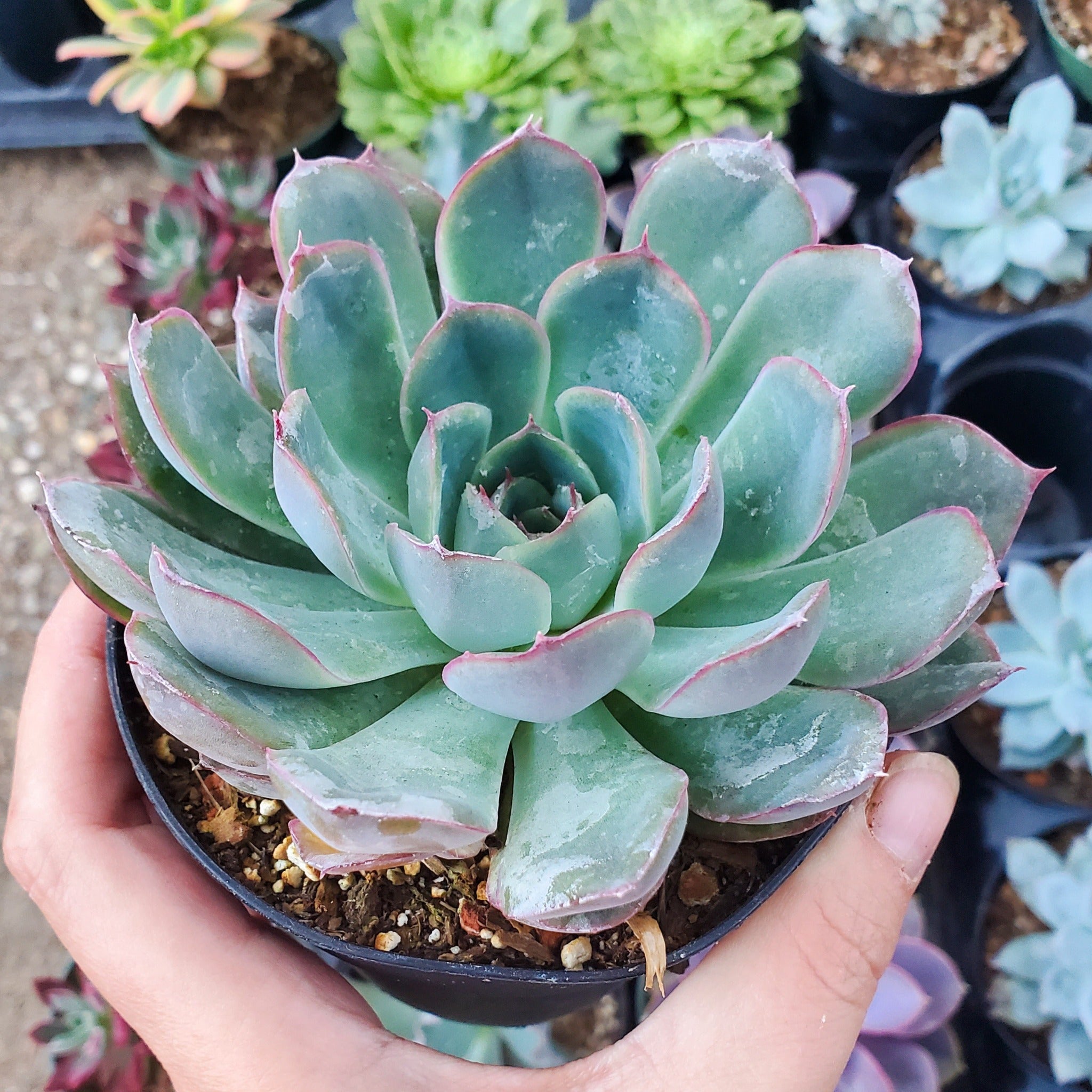 echeverria succulent Echeveria 'Esther'