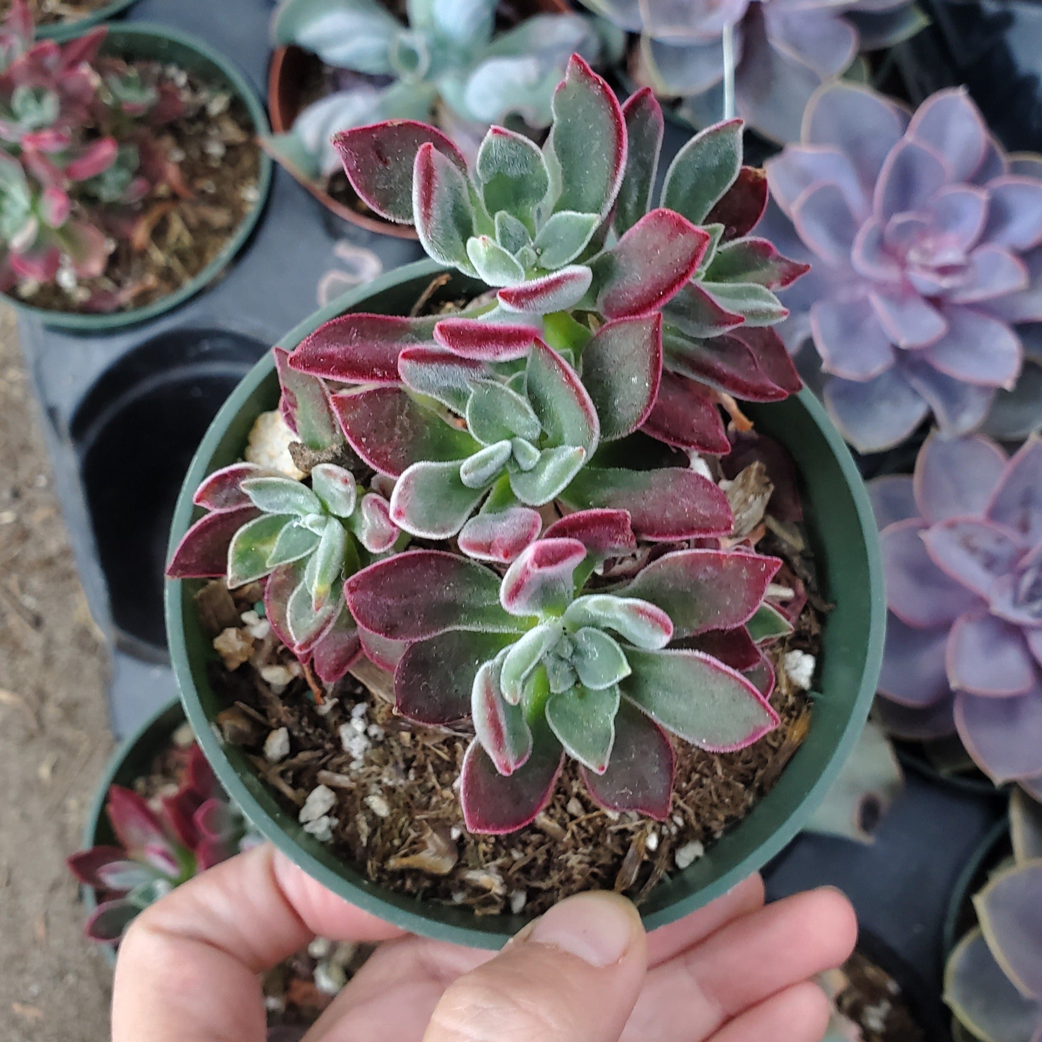 ruby slippers succulent care Echeveria harmsii 'Ruby Slippers'