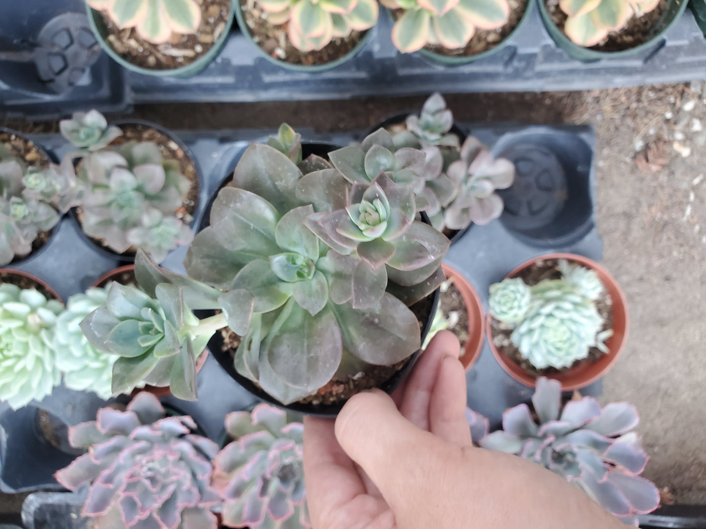 Echeveria 'Chroma'