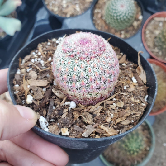 Echinocereus rigidissimus ssp. rubispinus 'Rainbow Hedgehog Cactus'