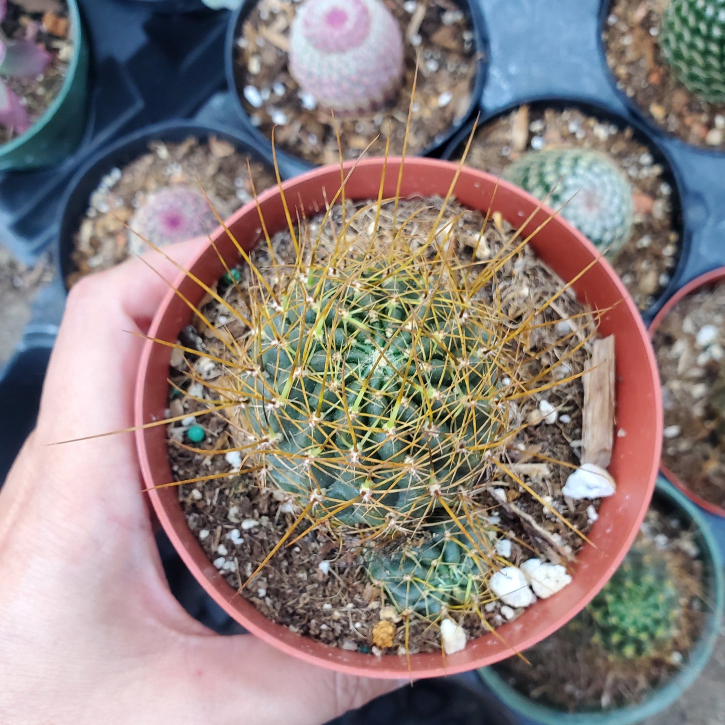 Cactus Sp.