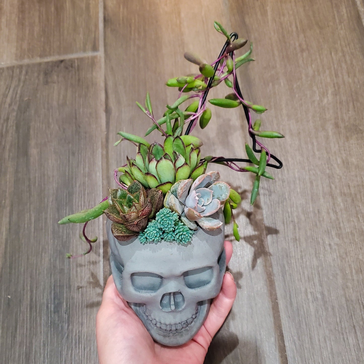 Succulent Trellis Skull Arrangement