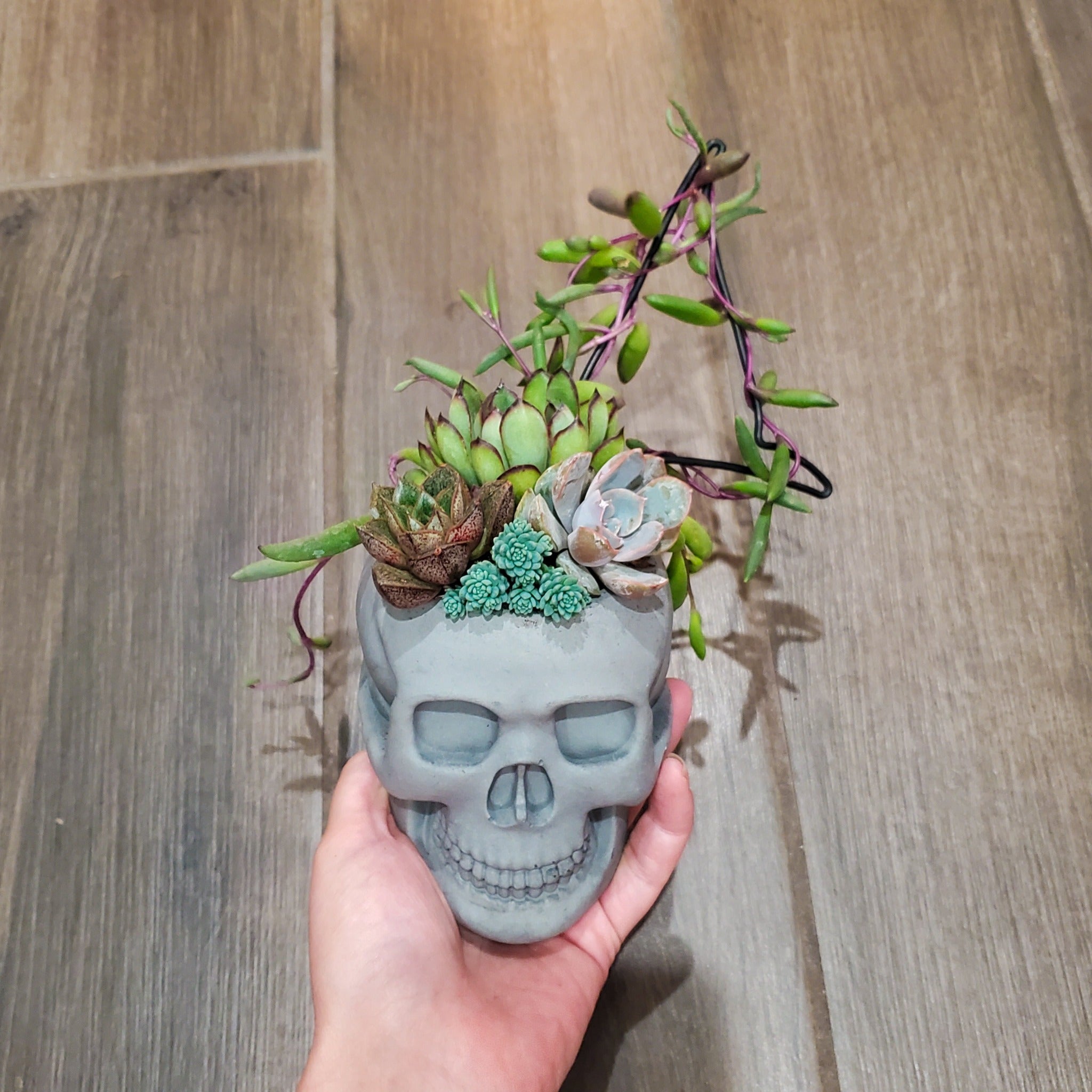 succulent in skull Succulent Trellis Skull Arrangement