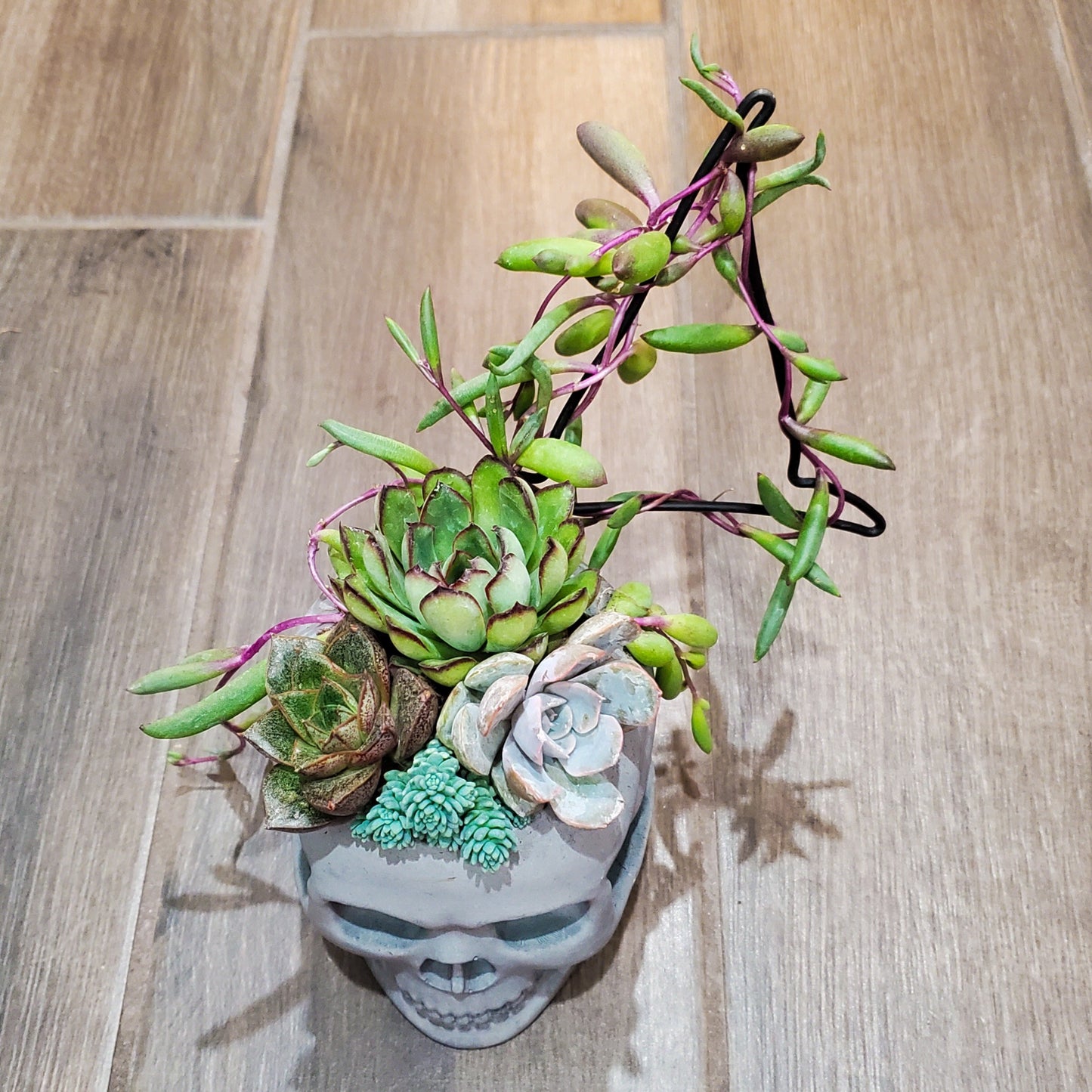 Succulent Trellis Skull Arrangement