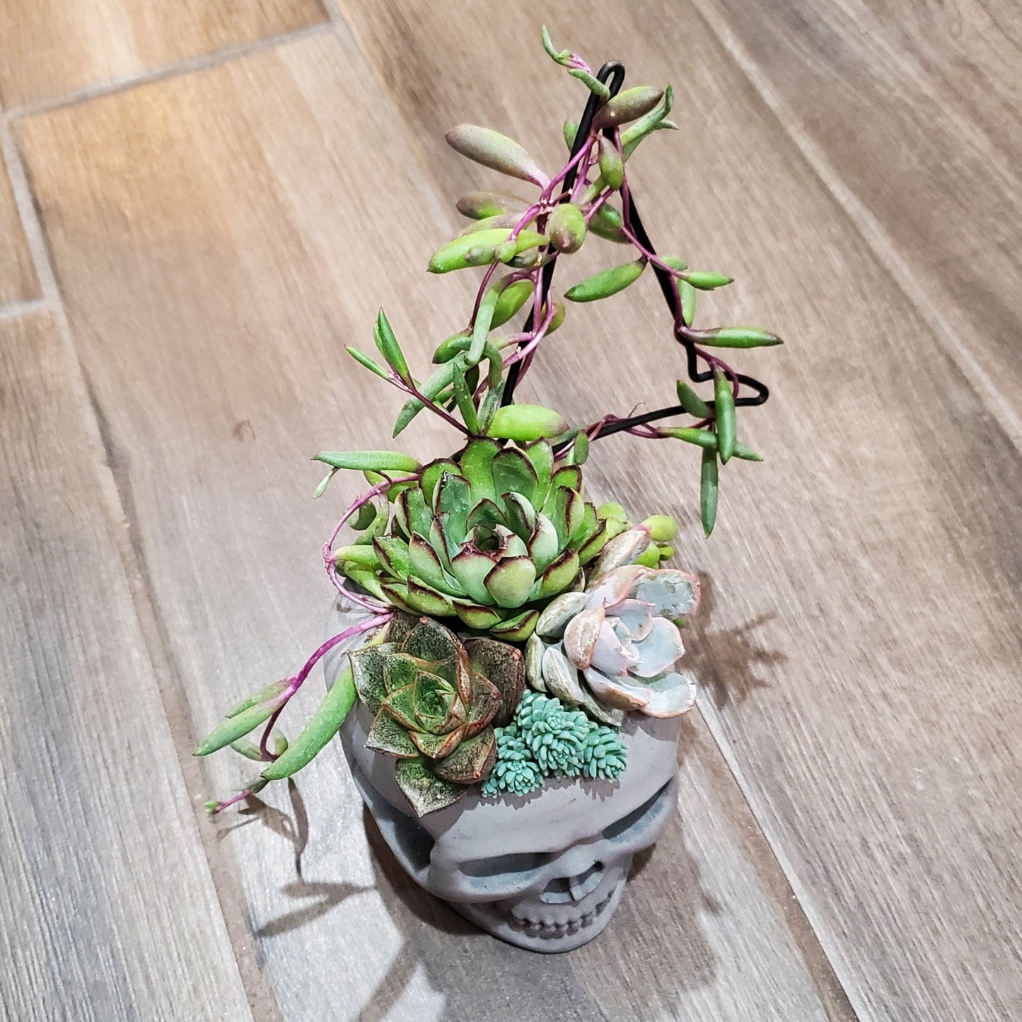 Succulent Trellis Skull Arrangement