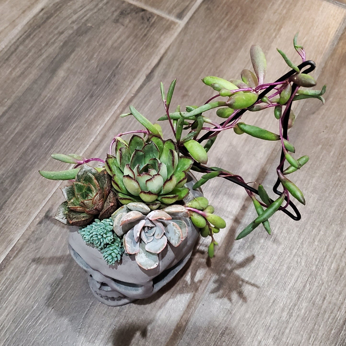 Succulent Trellis Skull Arrangement