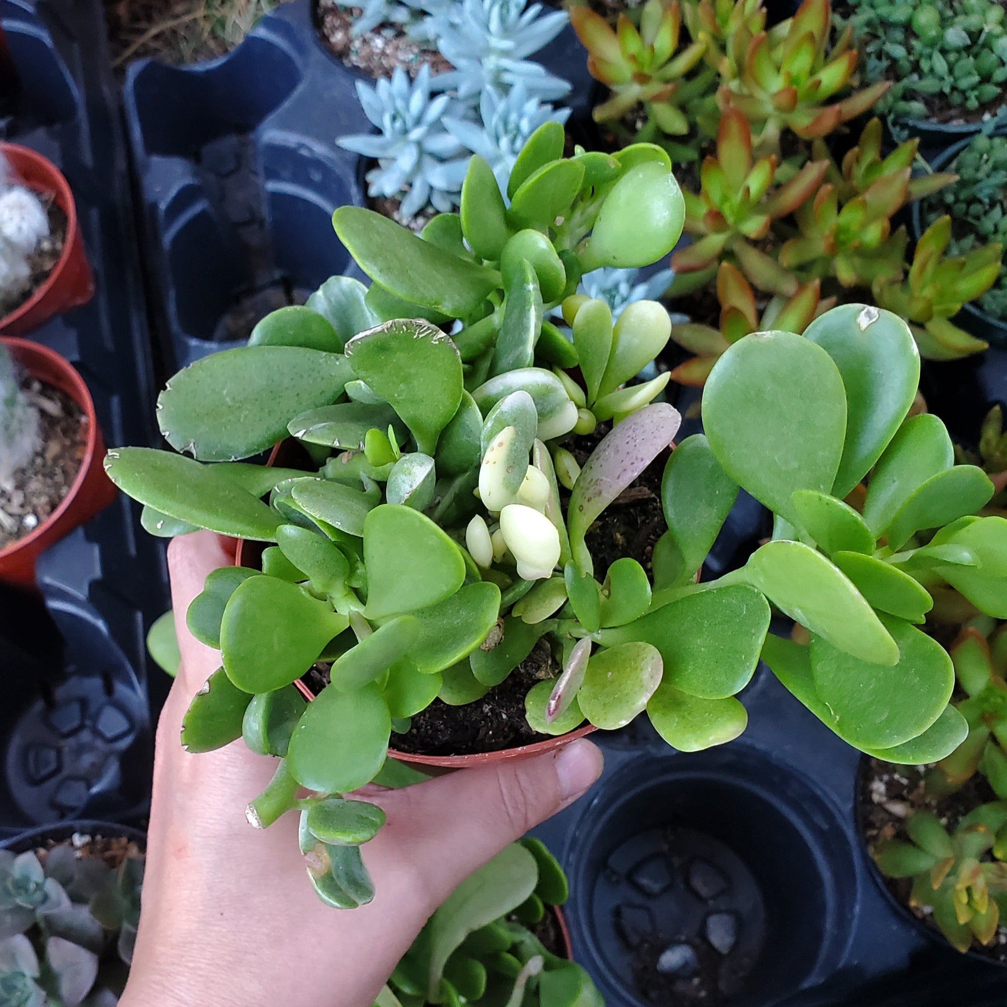 creeping jade plant Crassula ovata 'Tricolor Jade'
