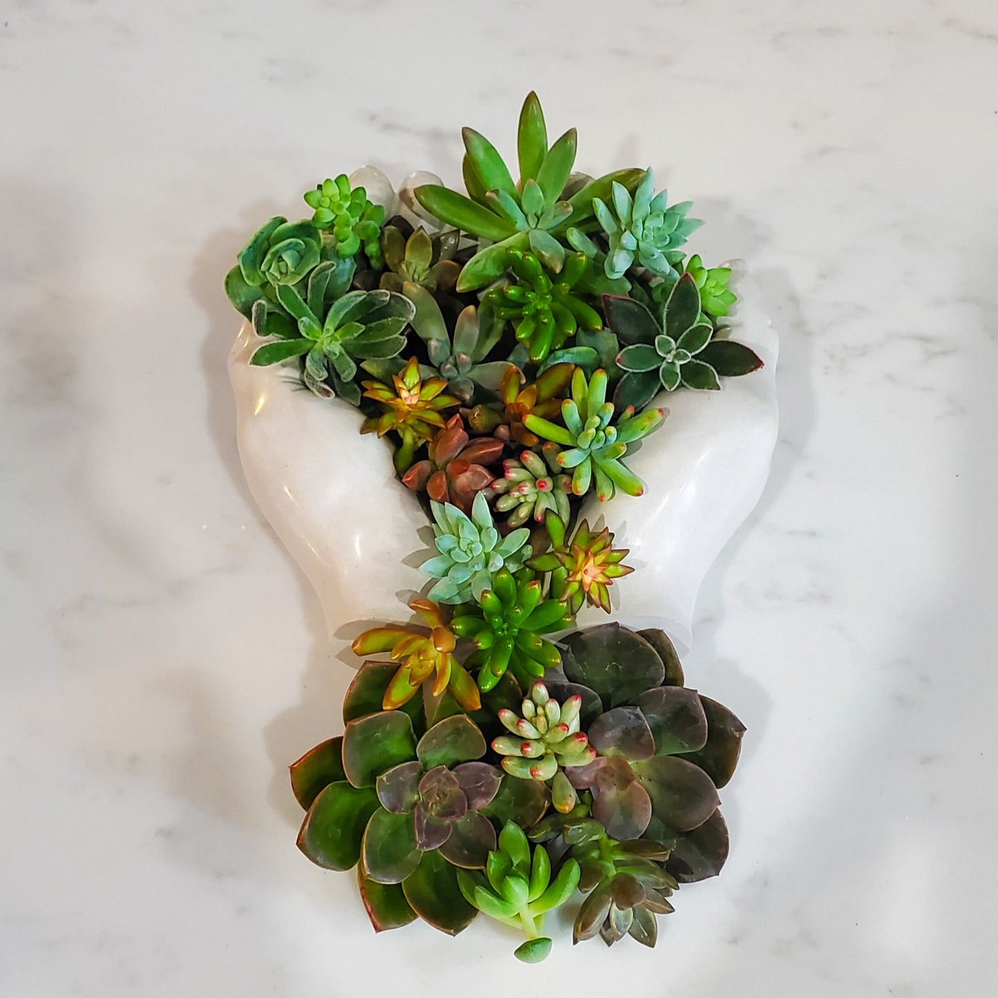 Succulent Cutting Bundles